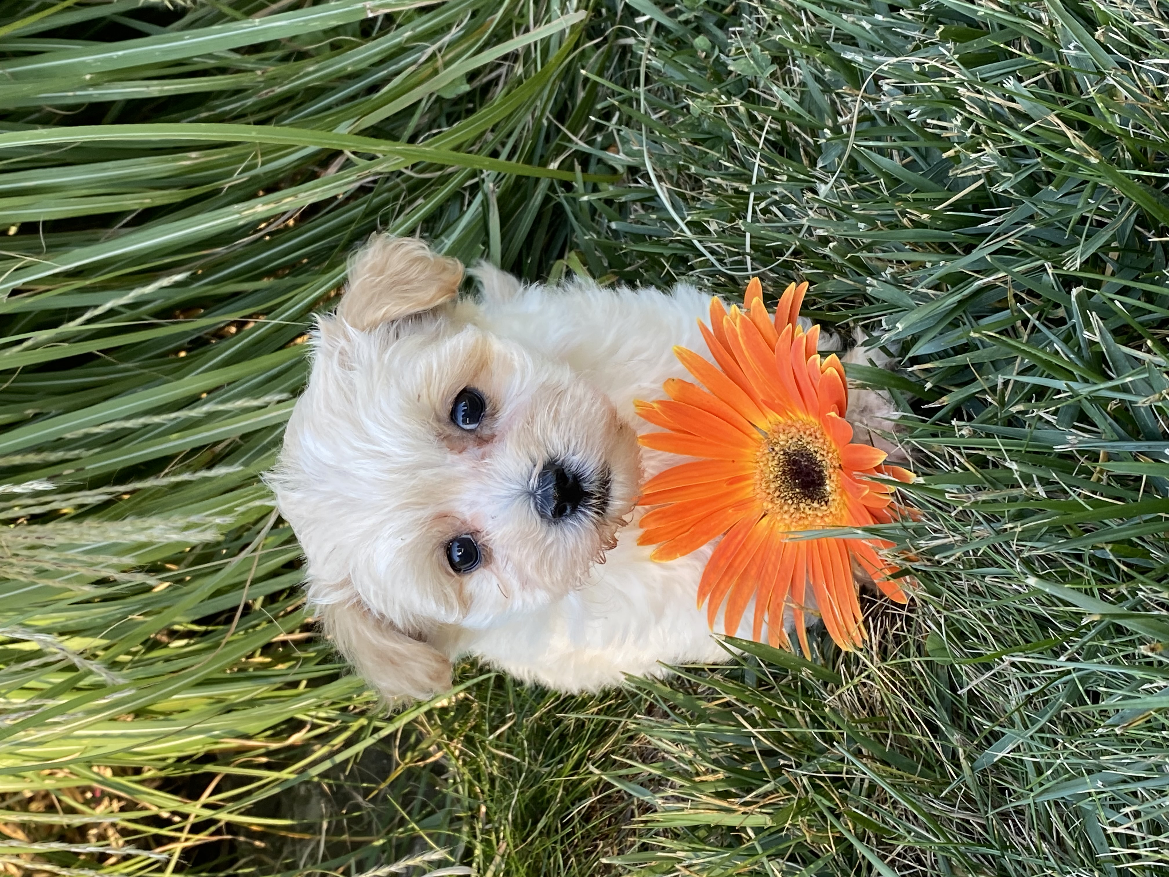 puppy, for, sale, Malti -Poo, Curtis  Martin, dog, breeder, Seneca Falls, NY, dog-breeder, puppy-for-sale, forsale, nearby, find, puppyfind, locator, puppylocator, aca