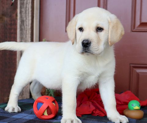puppy, for, sale, Labrador Retriever, Leon M Martin, dog, breeder, Denver, PA, dog-breeder, puppy-for-sale, forsale, nearby, find, puppyfind, locator, puppylocator, aca