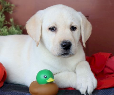 puppy, for, sale, Labrador Retriever, Leon M Martin, dog, breeder, Denver, PA, dog-breeder, puppy-for-sale, forsale, nearby, find, puppyfind, locator, puppylocator, aca