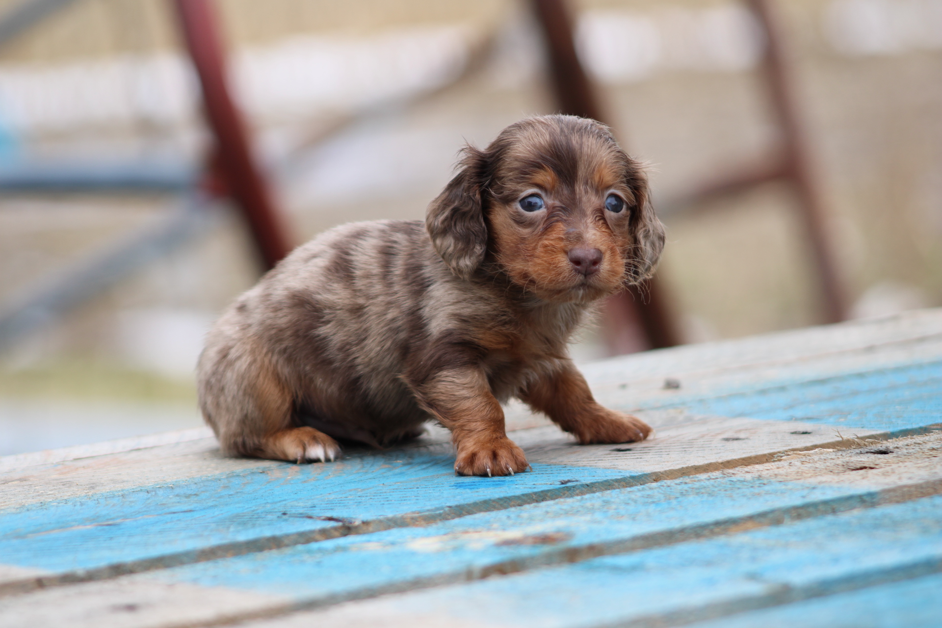 puppy, for, sale, Miniature Dachshund,   Hillcrest Doxies, dog, breeder, Wolcott, NY, dog-breeder, puppy-for-sale, forsale, nearby, find, puppyfind, locator, puppylocator, aca