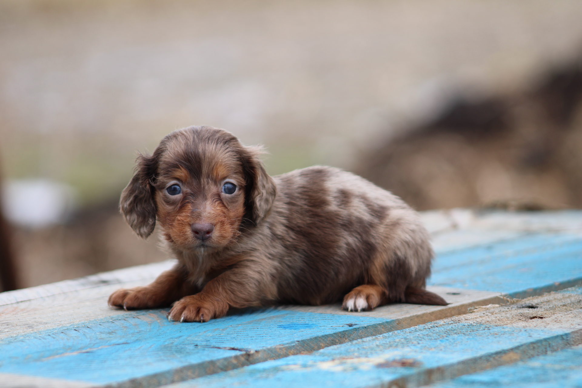 puppy, for, sale, Miniature Dachshund,   Hillcrest Doxies, dog, breeder, Wolcott, NY, dog-breeder, puppy-for-sale, forsale, nearby, find, puppyfind, locator, puppylocator, aca