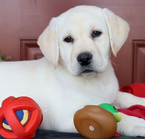 puppy, for, sale, Labrador Retriever, Leon M Martin, dog, breeder, Denver, PA, dog-breeder, puppy-for-sale, forsale, nearby, find, puppyfind, locator, puppylocator, aca