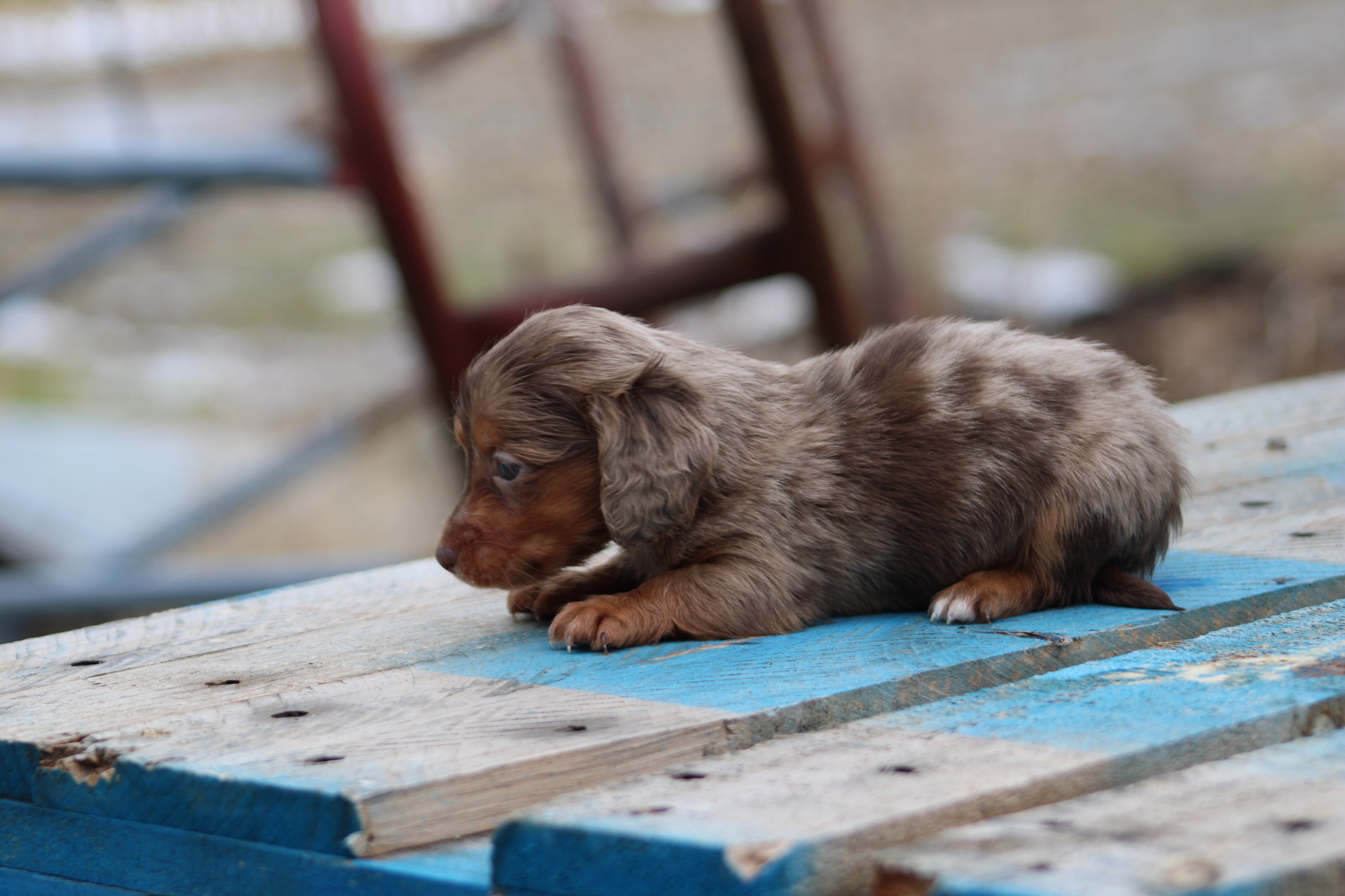 puppy, for, sale, Miniature Dachshund,   Hillcrest Doxies, dog, breeder, Wolcott, NY, dog-breeder, puppy-for-sale, forsale, nearby, find, puppyfind, locator, puppylocator, aca