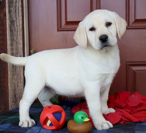 puppy, for, sale, Labrador Retriever, Leon M Martin, dog, breeder, Denver, PA, dog-breeder, puppy-for-sale, forsale, nearby, find, puppyfind, locator, puppylocator, aca