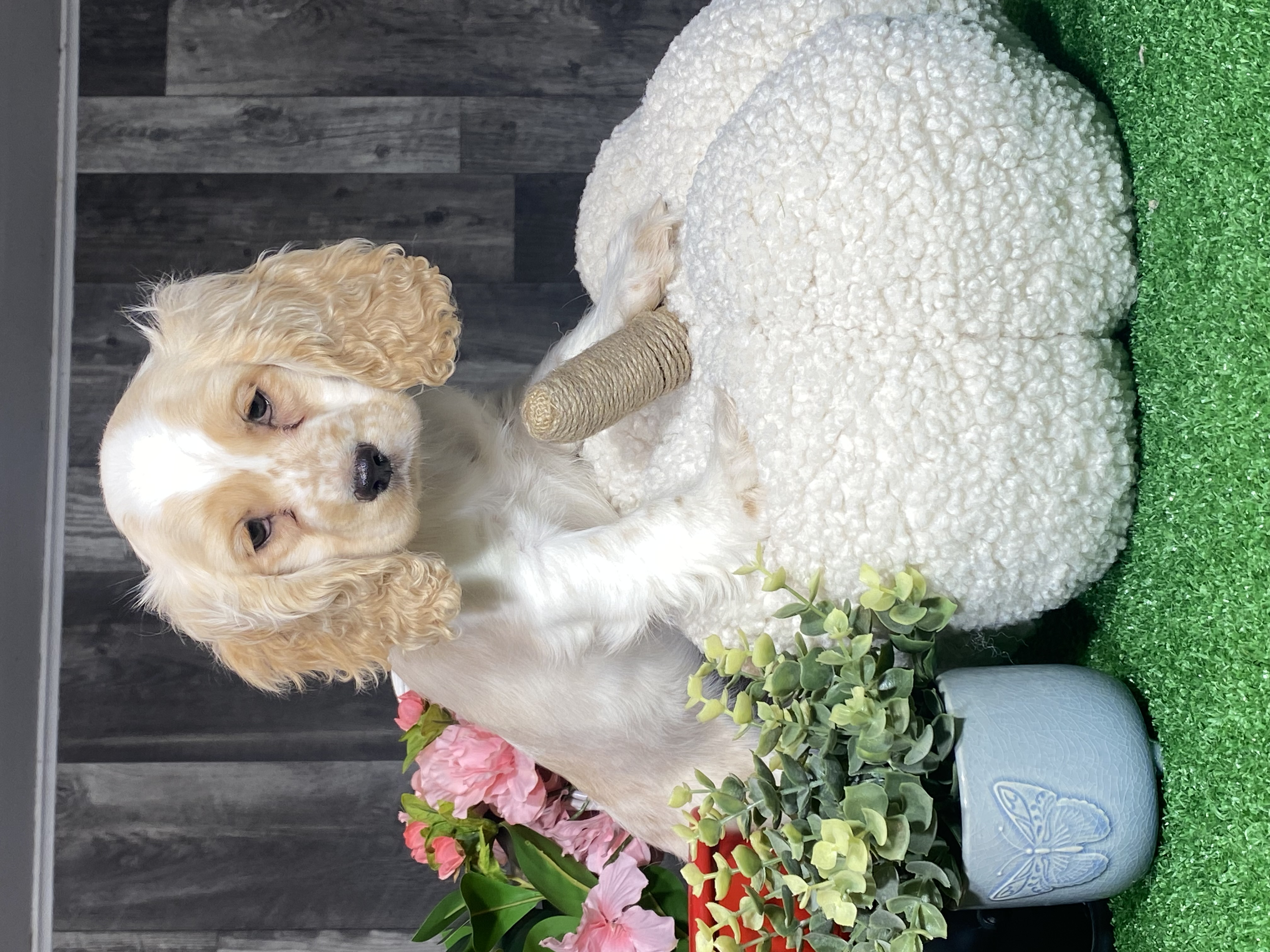 puppy, for, sale, Cocker Spaniel, Curtis  Martin, dog, breeder, Seneca Falls, NY, dog-breeder, puppy-for-sale, forsale, nearby, find, puppyfind, locator, puppylocator, aca