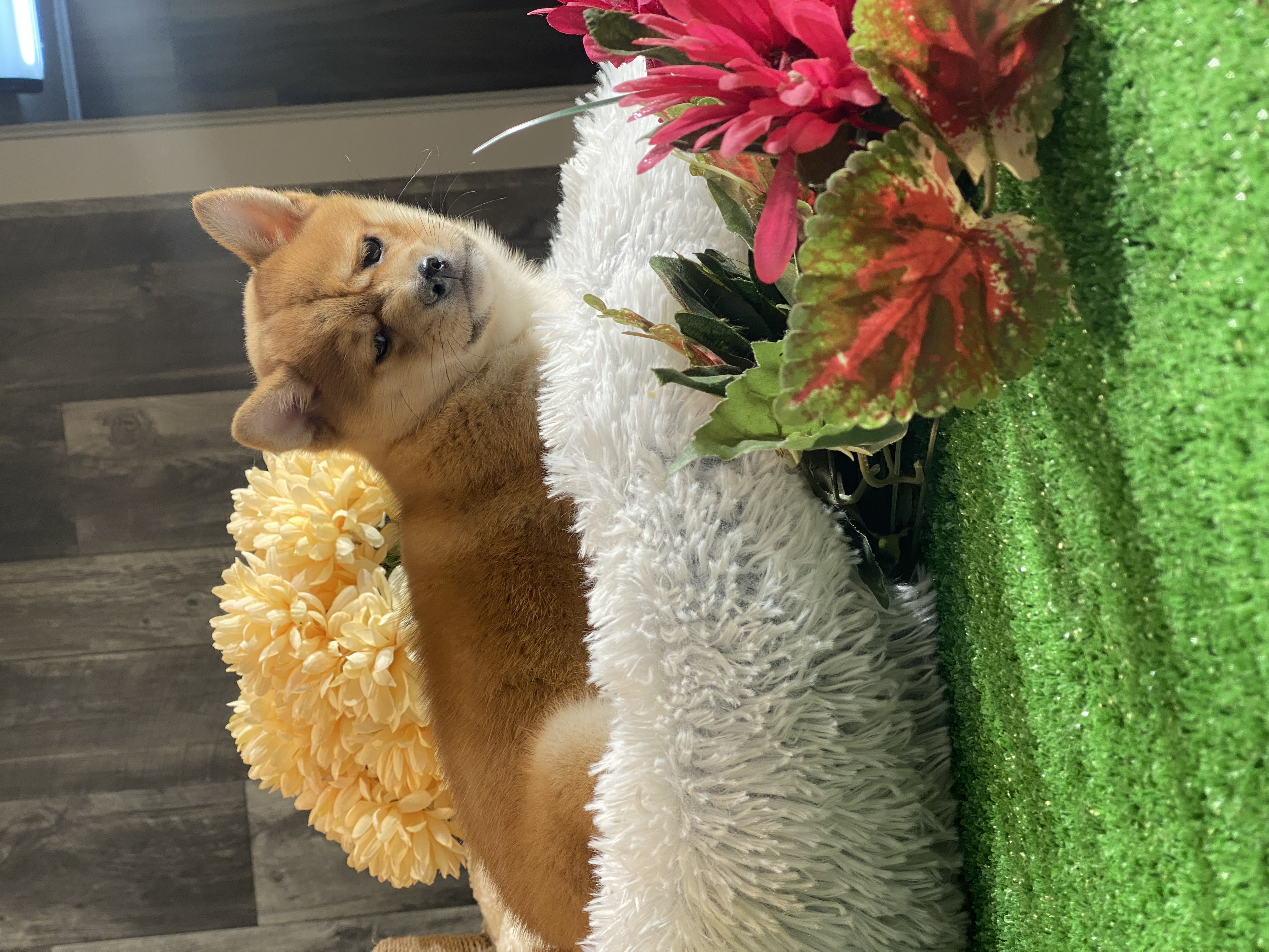 puppy, for, sale, Shiba Inu, Curtis  Martin, dog, breeder, Seneca Falls, NY, dog-breeder, puppy-for-sale, forsale, nearby, find, puppyfind, locator, puppylocator, aca