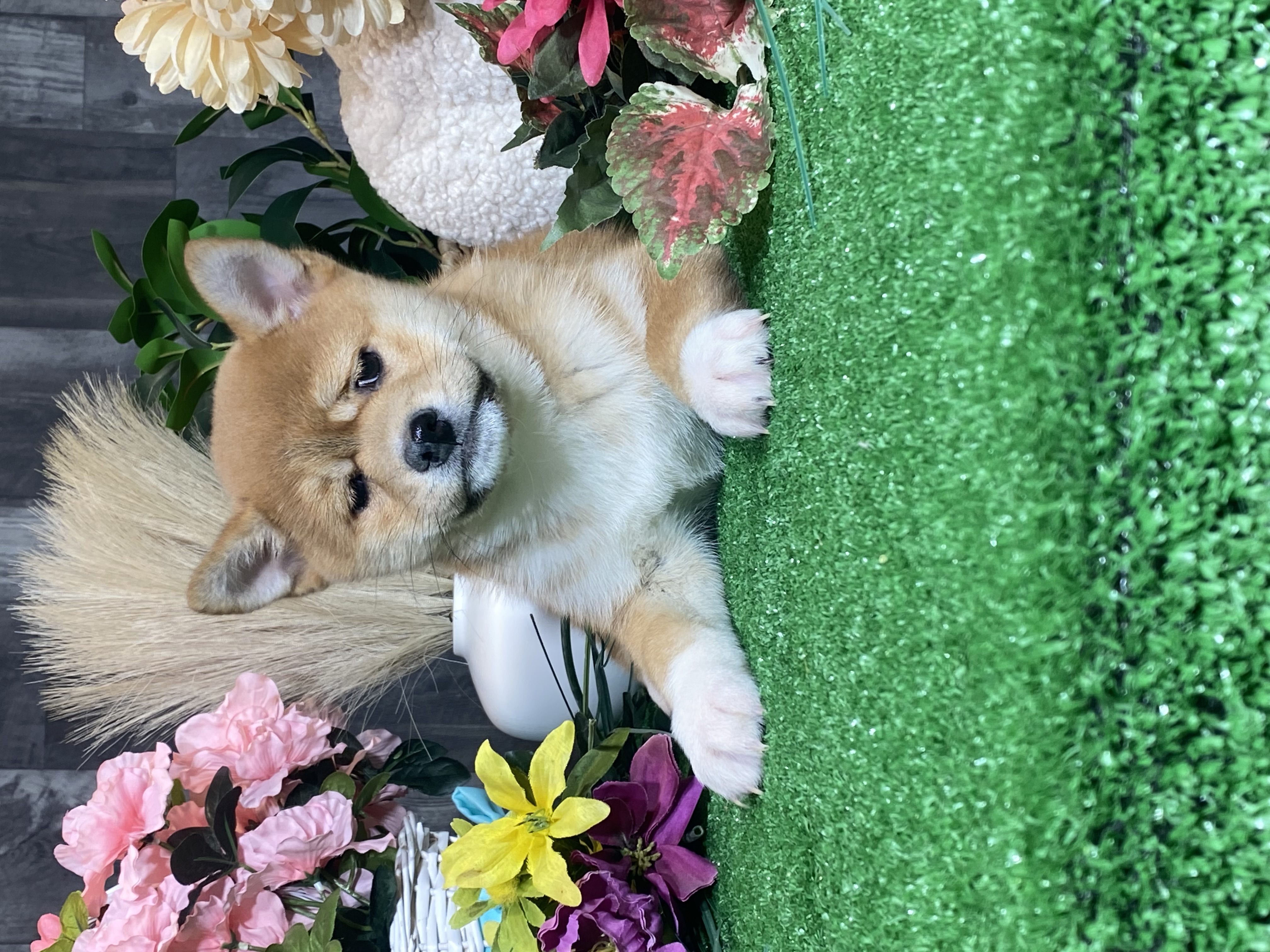 puppy, for, sale, Shiba Inu, Curtis  Martin, dog, breeder, Seneca Falls, NY, dog-breeder, puppy-for-sale, forsale, nearby, find, puppyfind, locator, puppylocator, aca