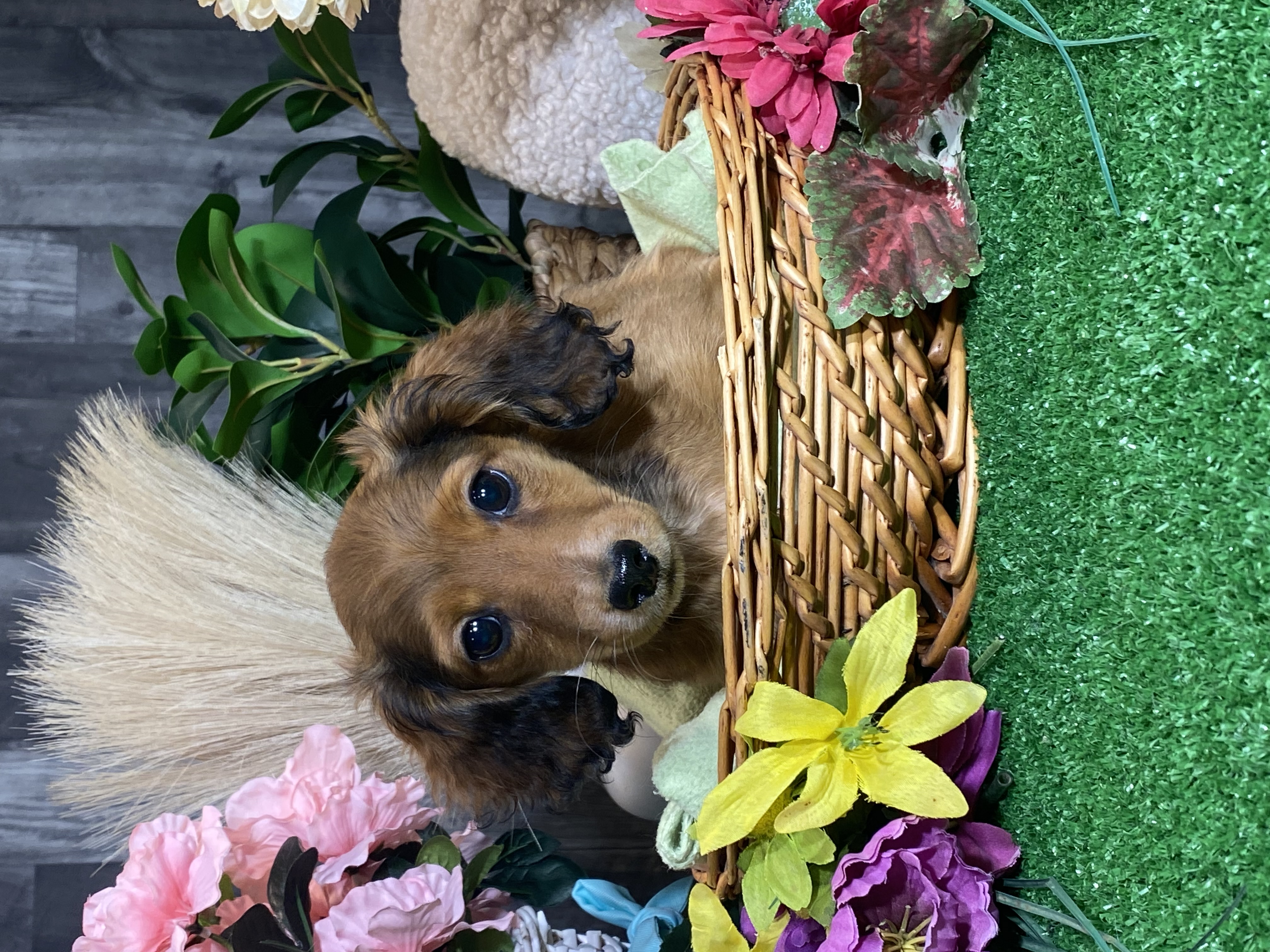 puppy, for, sale, Dachshund, Curtis  Martin, dog, breeder, Seneca Falls, NY, dog-breeder, puppy-for-sale, forsale, nearby, find, puppyfind, locator, puppylocator, aca