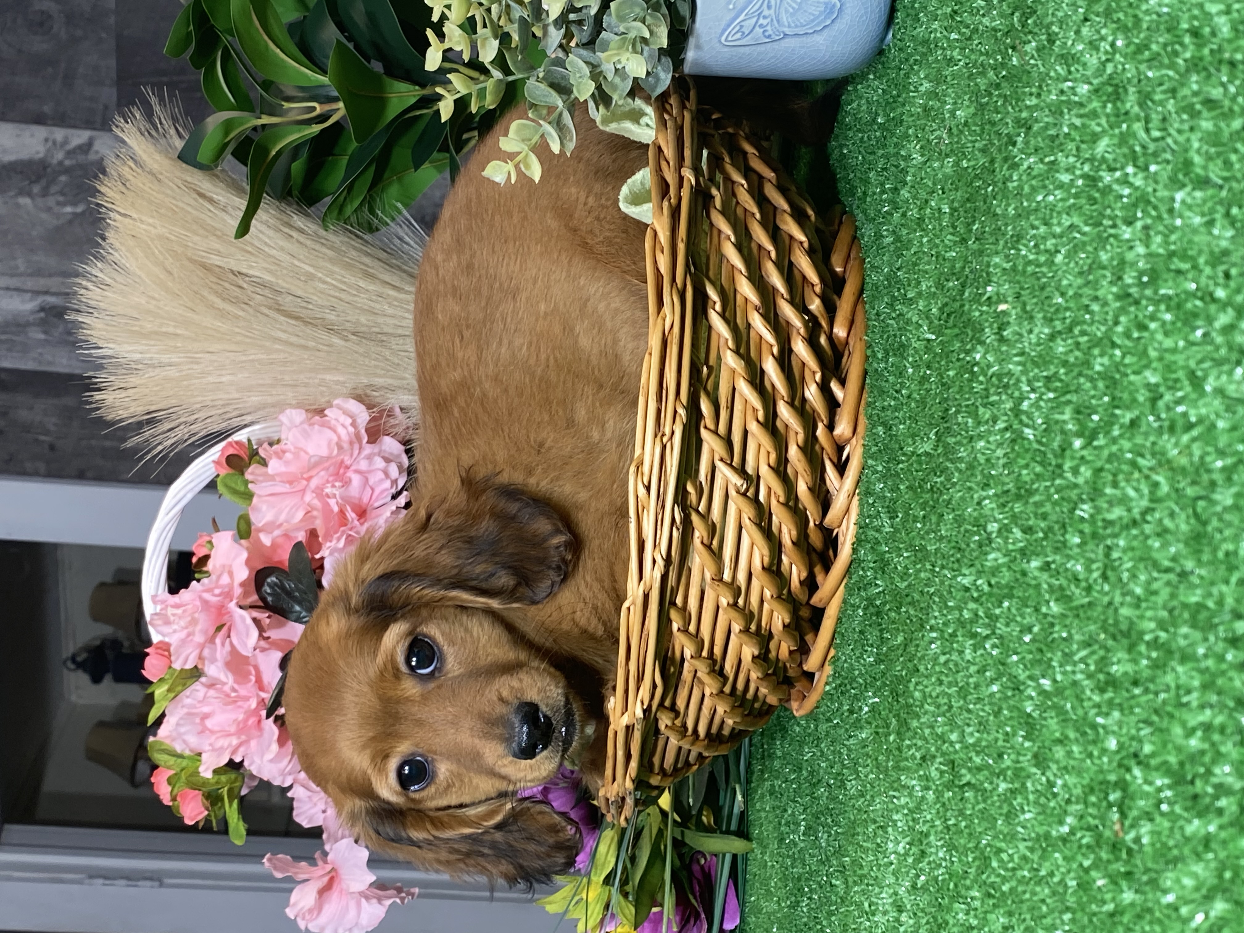puppy, for, sale, Dachshund, Curtis  Martin, dog, breeder, Seneca Falls, NY, dog-breeder, puppy-for-sale, forsale, nearby, find, puppyfind, locator, puppylocator, aca