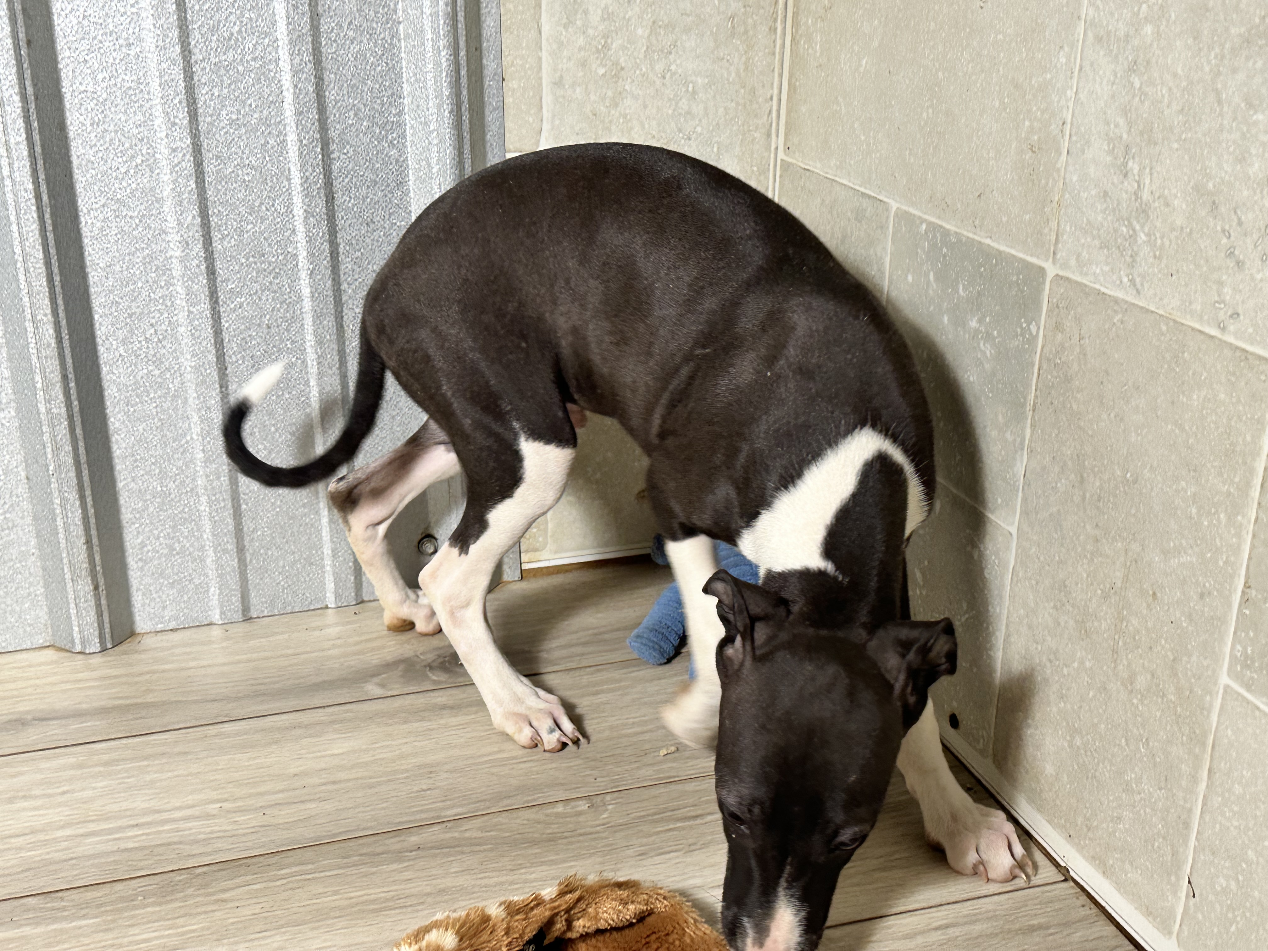 puppy, for, sale, Italian Greyhound, Kimberly  Dildine, dog, breeder, Willow Springs, MO, dog-breeder, puppy-for-sale, forsale, nearby, find, puppyfind, locator, puppylocator, aca