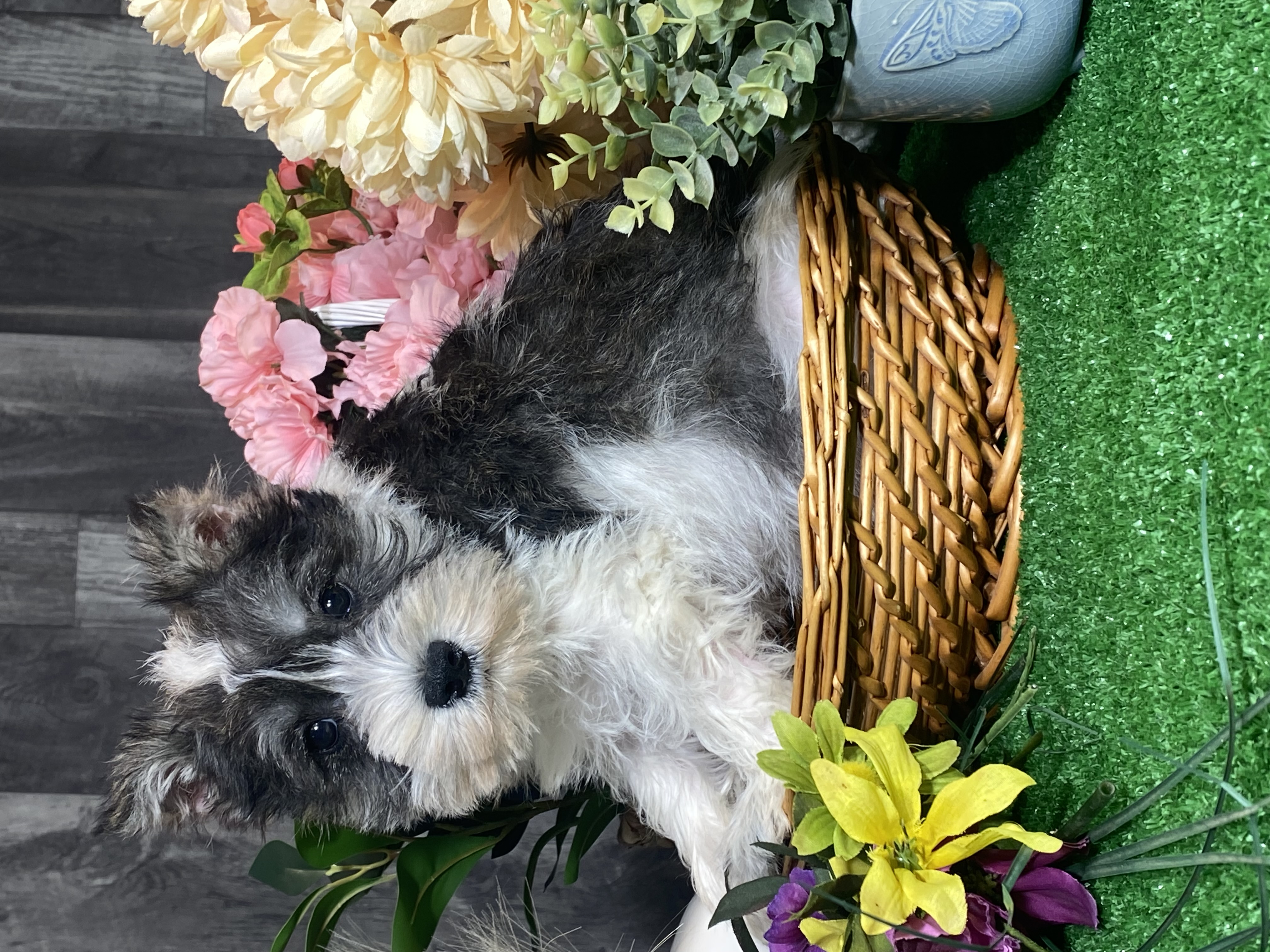 puppy, for, sale, Miniature Schnauzer, Curtis  Martin, dog, breeder, Seneca Falls, NY, dog-breeder, puppy-for-sale, forsale, nearby, find, puppyfind, locator, puppylocator, aca