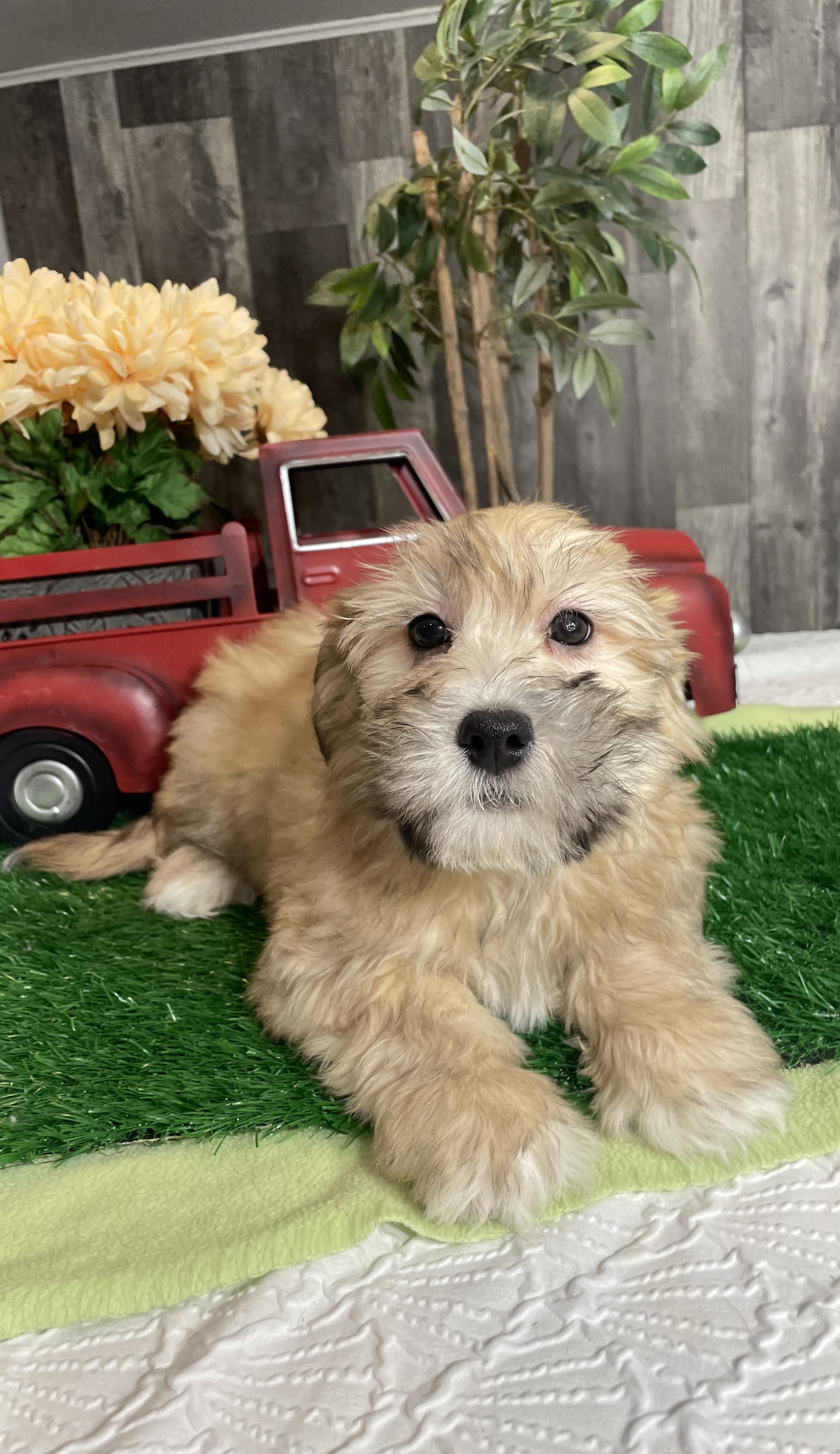 puppy, for, sale, Italian Greyhound, Kimberly  Dildine, dog, breeder, Willow Springs, MO, dog-breeder, puppy-for-sale, forsale, nearby, find, puppyfind, locator, puppylocator, aca