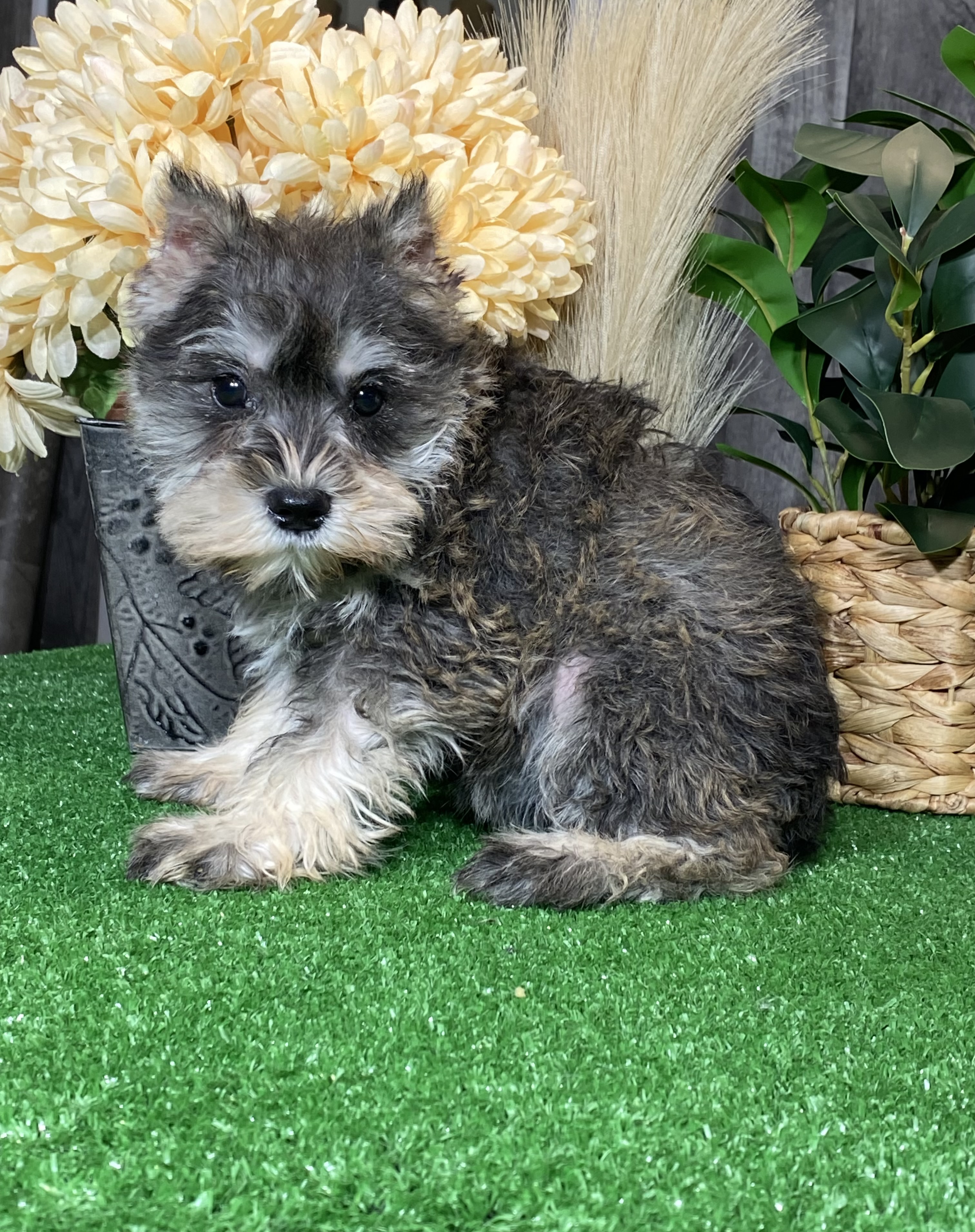 puppy, for, sale, Miniature Schnauzer, Curtis  Martin, dog, breeder, Seneca Falls, NY, dog-breeder, puppy-for-sale, forsale, nearby, find, puppyfind, locator, puppylocator, aca