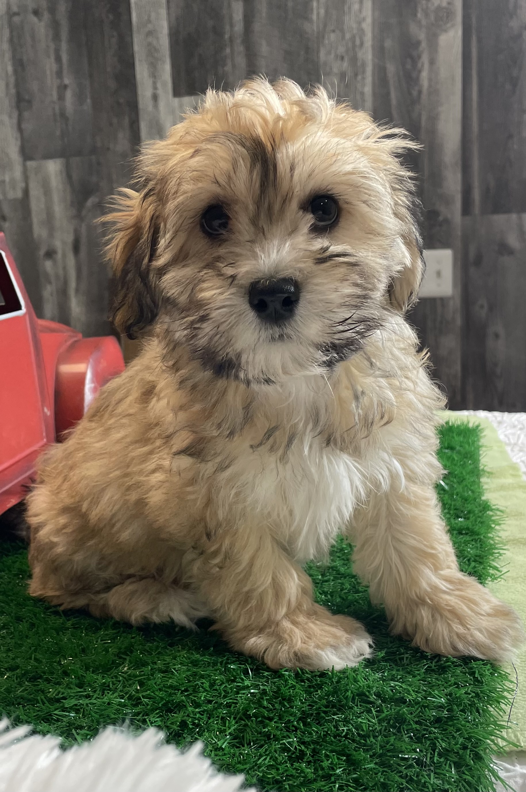 puppy, for, sale, Italian Greyhound, Kimberly  Dildine, dog, breeder, Willow Springs, MO, dog-breeder, puppy-for-sale, forsale, nearby, find, puppyfind, locator, puppylocator, aca