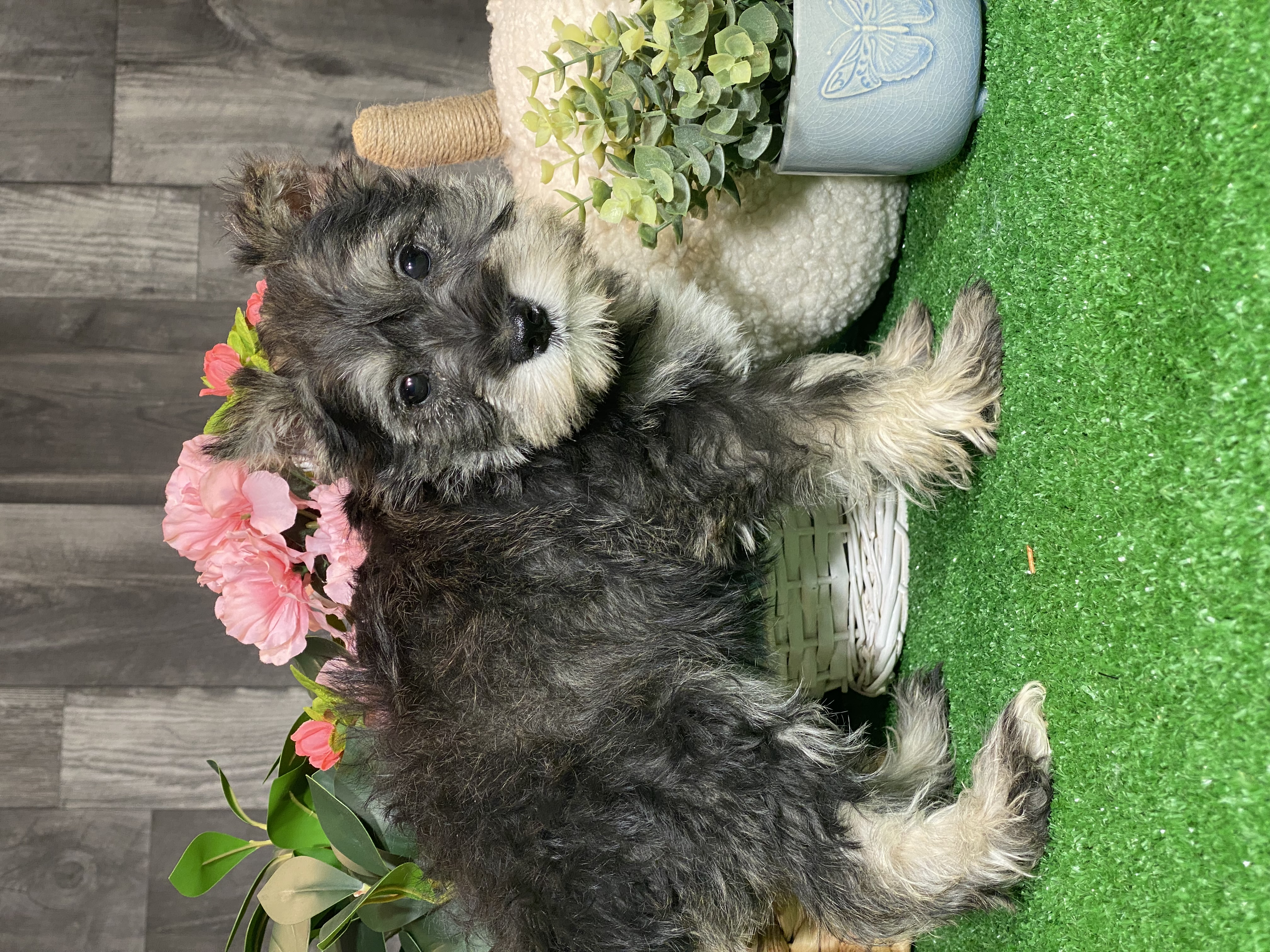 puppy, for, sale, Miniature Schnauzer, Curtis  Martin, dog, breeder, Seneca Falls, NY, dog-breeder, puppy-for-sale, forsale, nearby, find, puppyfind, locator, puppylocator, aca