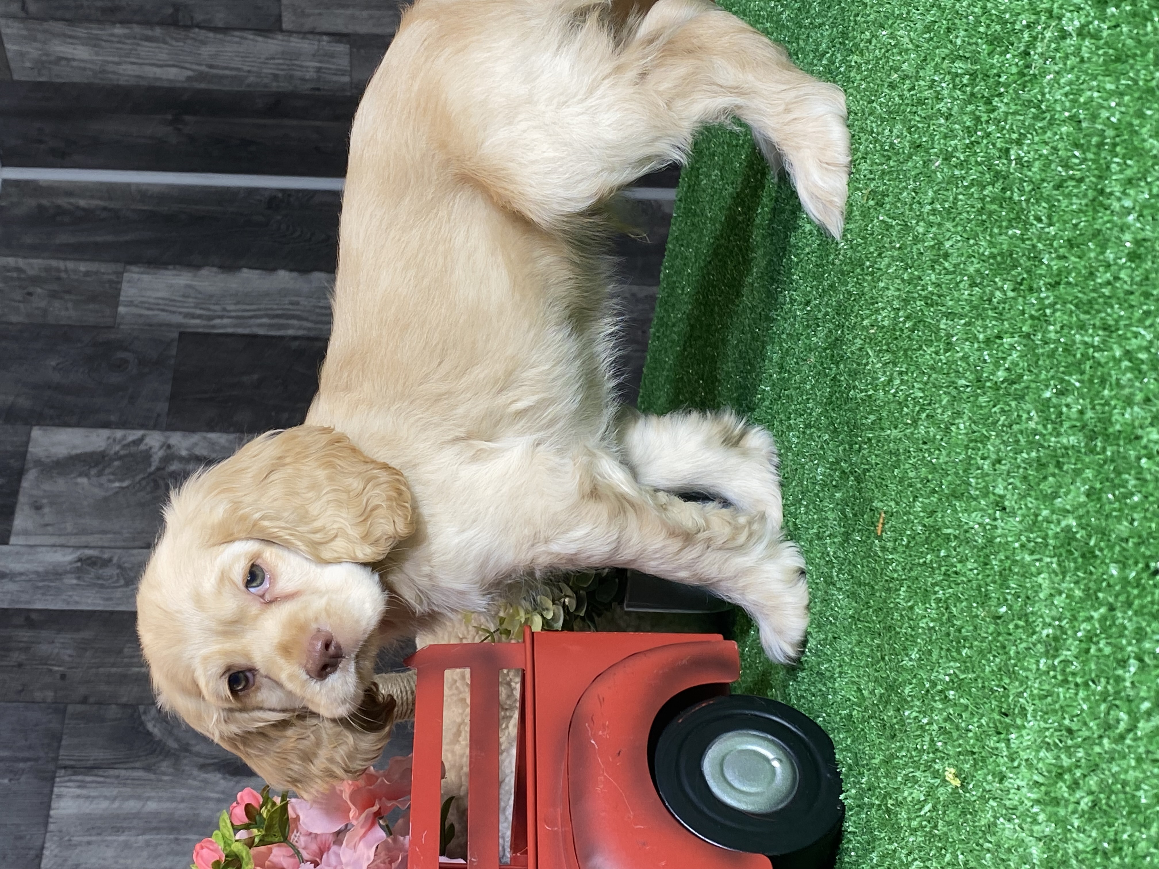 puppy, for, sale, Cocker Spaniel, Curtis  Martin, dog, breeder, Seneca Falls, NY, dog-breeder, puppy-for-sale, forsale, nearby, find, puppyfind, locator, puppylocator, aca