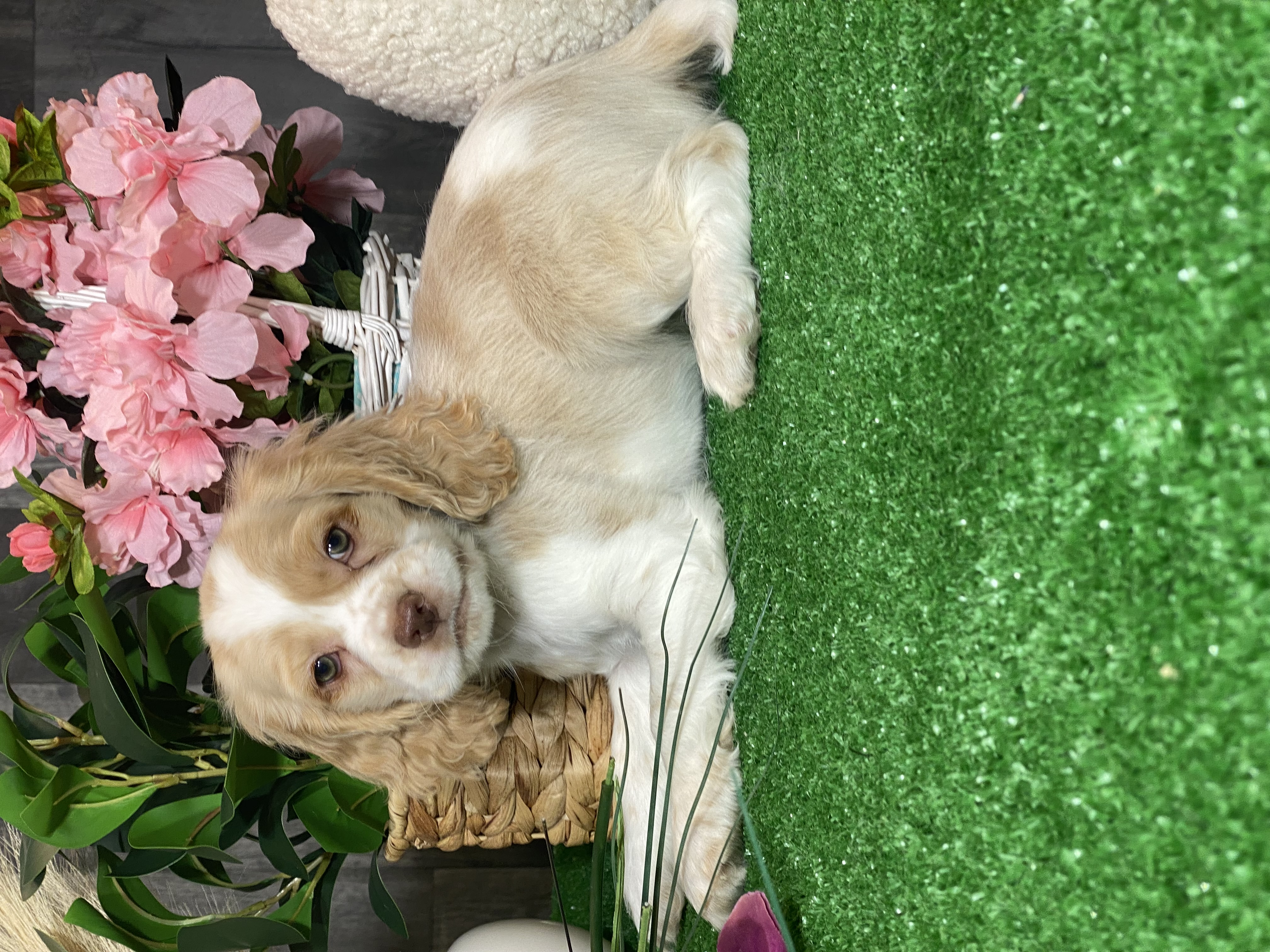 puppy, for, sale, Cocker Spaniel, Curtis  Martin, dog, breeder, Seneca Falls, NY, dog-breeder, puppy-for-sale, forsale, nearby, find, puppyfind, locator, puppylocator, aca