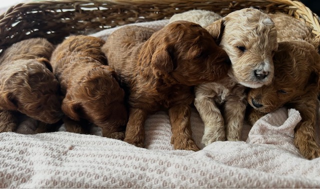 puppy, for, sale, Toy Poodle, Melvin  Fisher, dog, breeder, Coatesville, PA, dog-breeder, puppy-for-sale, forsale, nearby, find, puppyfind, locator, puppylocator, aca