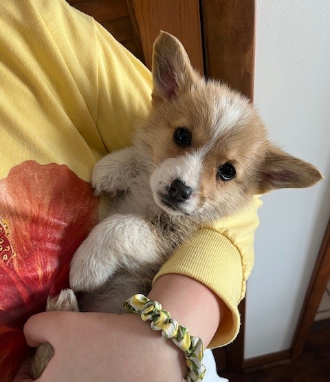 puppy, for, sale, Pembroke Welsh Corgi, Melvin  Fisher, dog, breeder, Coatesville, PA, dog-breeder, puppy-for-sale, forsale, nearby, find, puppyfind, locator, puppylocator, aca