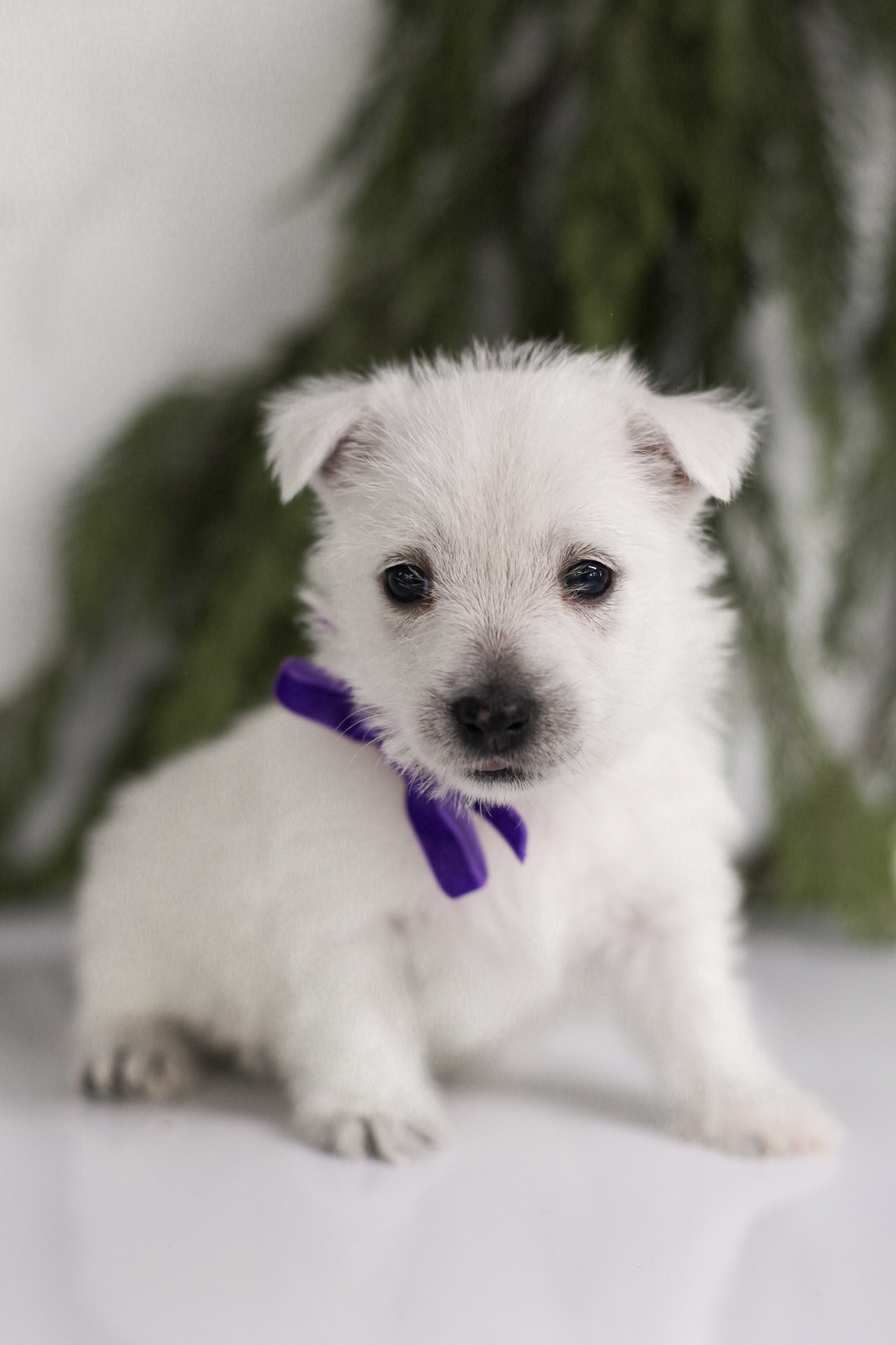 puppy, for, sale, West Highland White Terrier, Kerek & Marisa  Martin, dog, breeder, Mount Joy, PA, dog-breeder, puppy-for-sale, forsale, nearby, find, puppyfind, locator, puppylocator, aca