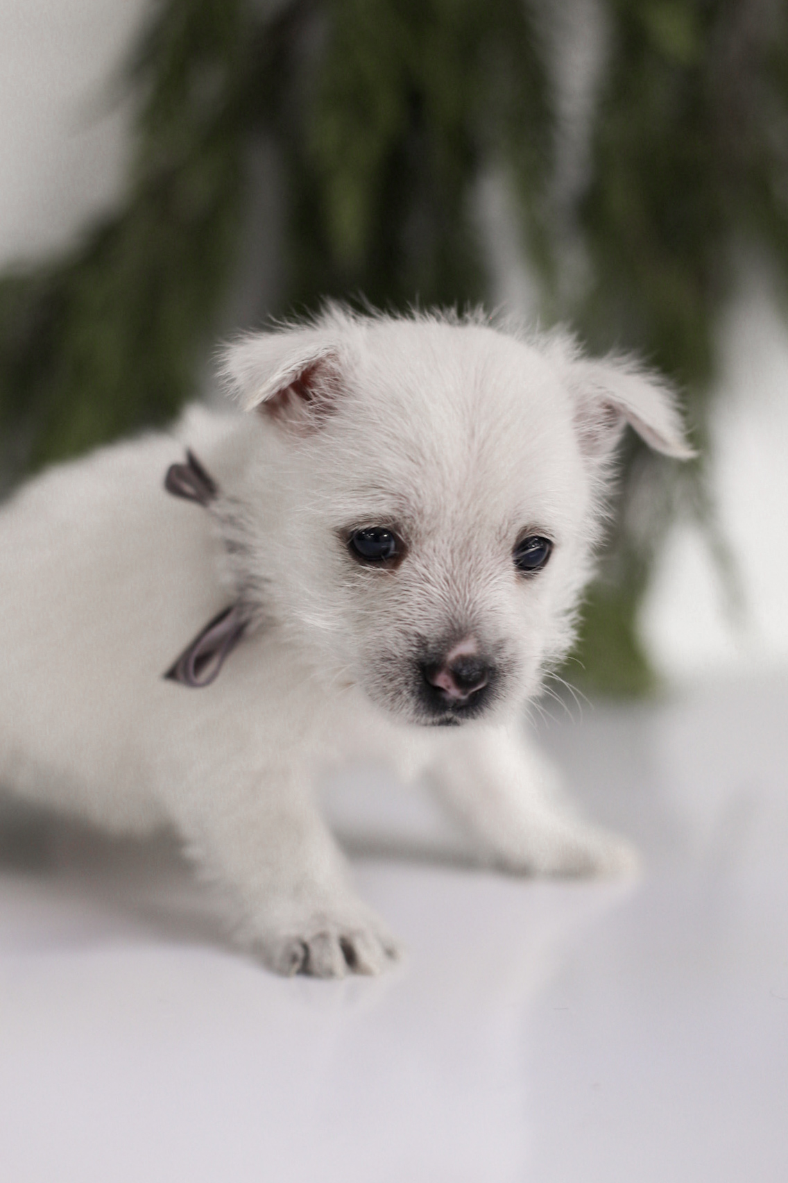 puppy, for, sale, West Highland White Terrier, Kerek & Marisa  Martin, dog, breeder, Mount Joy, PA, dog-breeder, puppy-for-sale, forsale, nearby, find, puppyfind, locator, puppylocator, aca