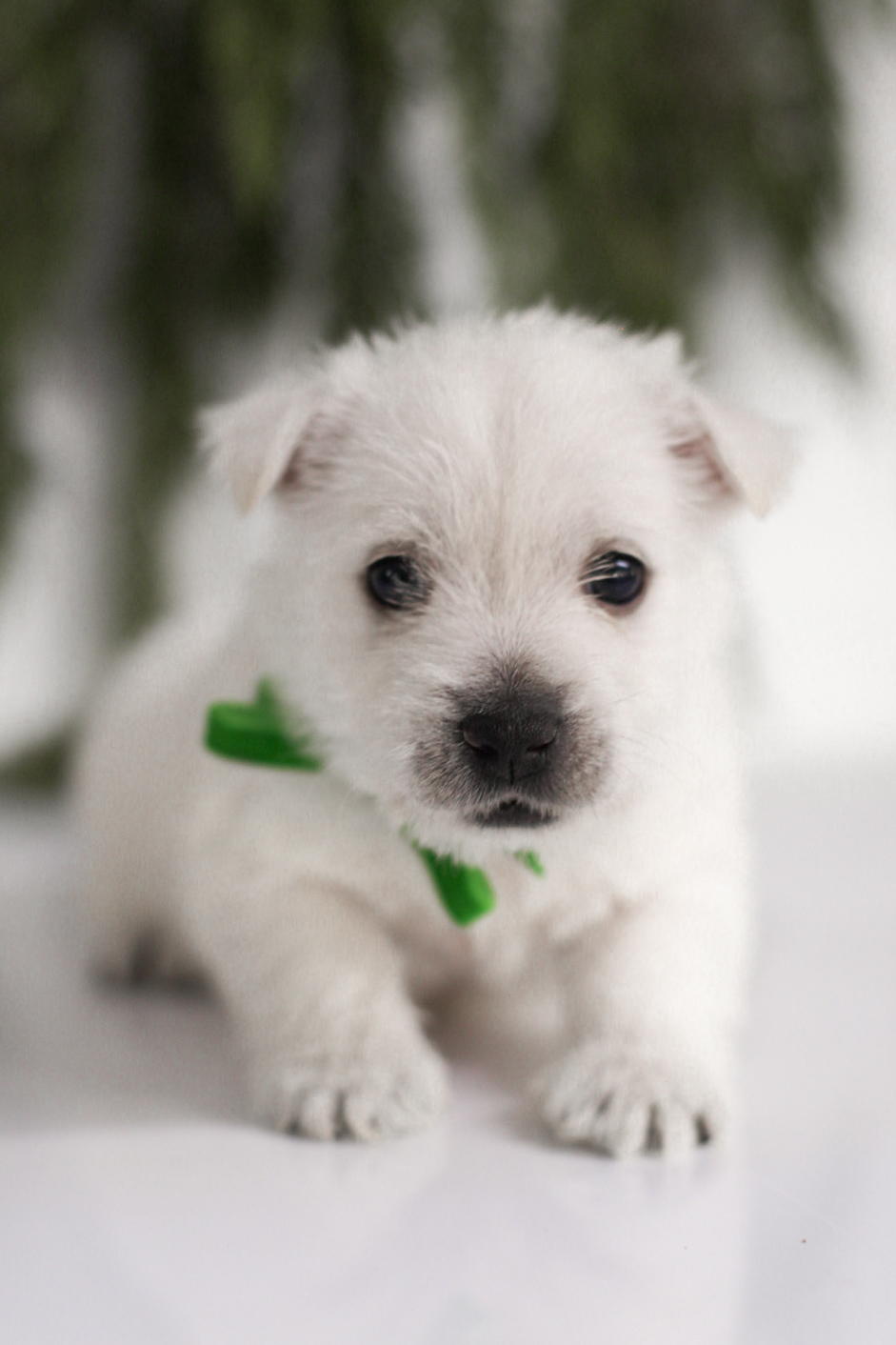 puppy, for, sale, West Highland White Terrier, Kerek & Marisa  Martin, dog, breeder, Mount Joy, PA, dog-breeder, puppy-for-sale, forsale, nearby, find, puppyfind, locator, puppylocator, aca