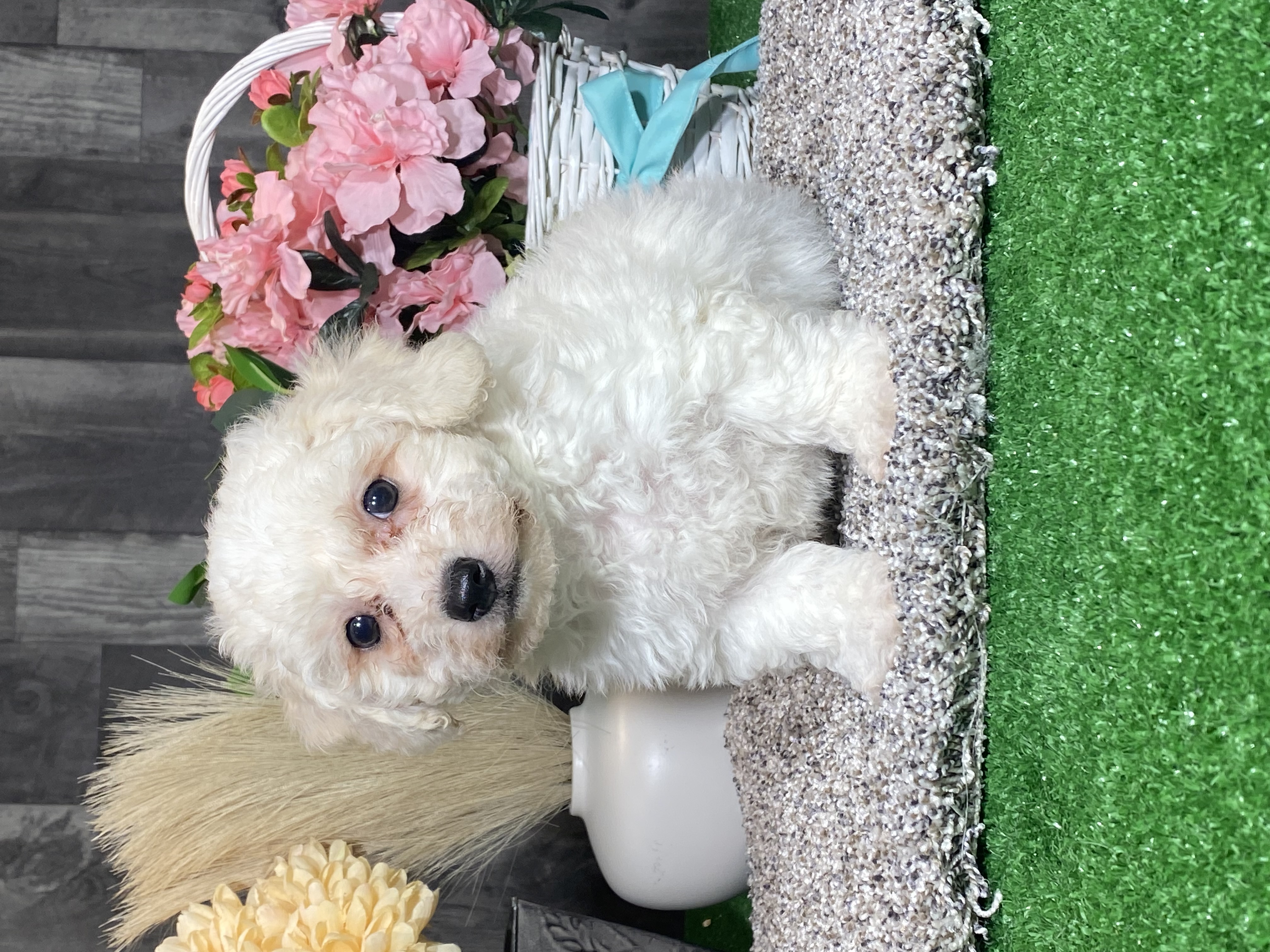 puppy, for, sale, Bichon Frise, Curtis  Martin, dog, breeder, Seneca Falls, NY, dog-breeder, puppy-for-sale, forsale, nearby, find, puppyfind, locator, puppylocator, aca