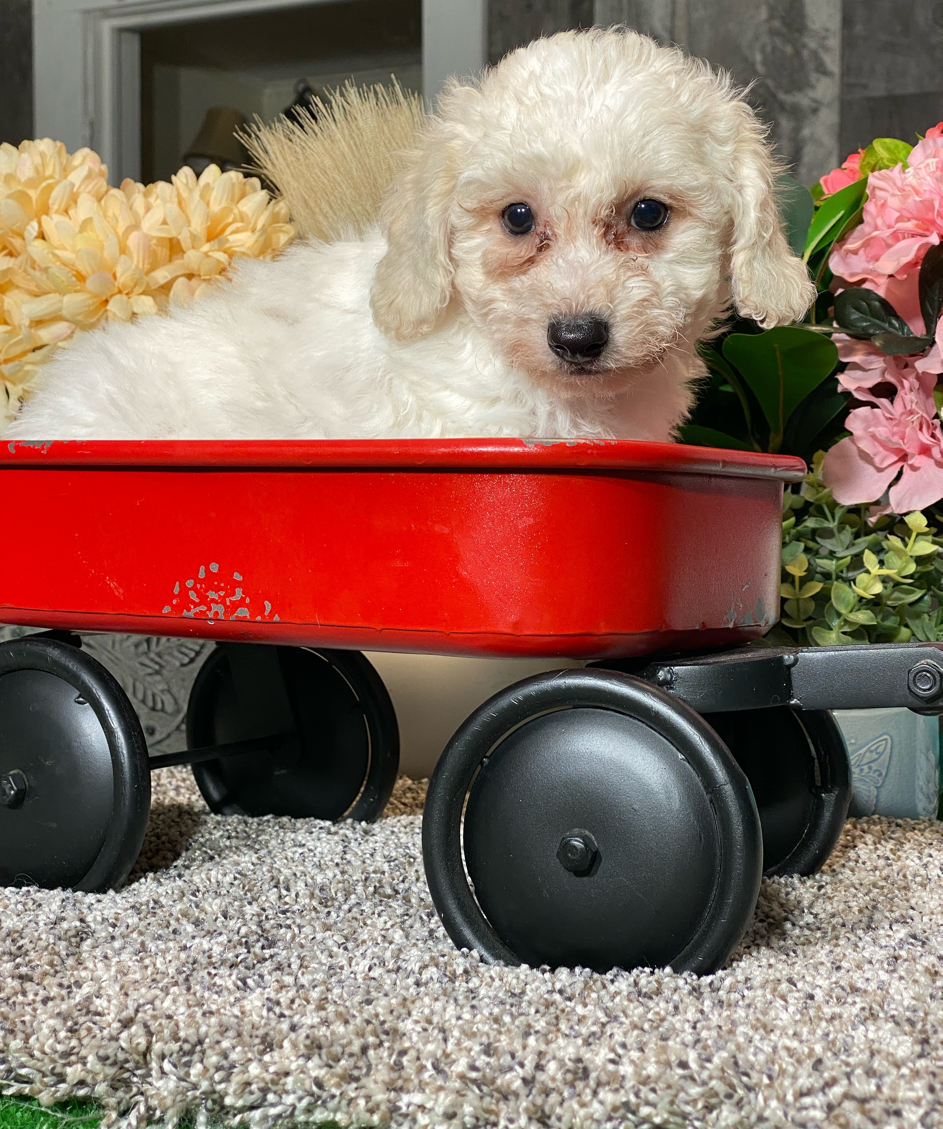 puppy, for, sale, Bichon Frise, Curtis  Martin, dog, breeder, Seneca Falls, NY, dog-breeder, puppy-for-sale, forsale, nearby, find, puppyfind, locator, puppylocator, aca