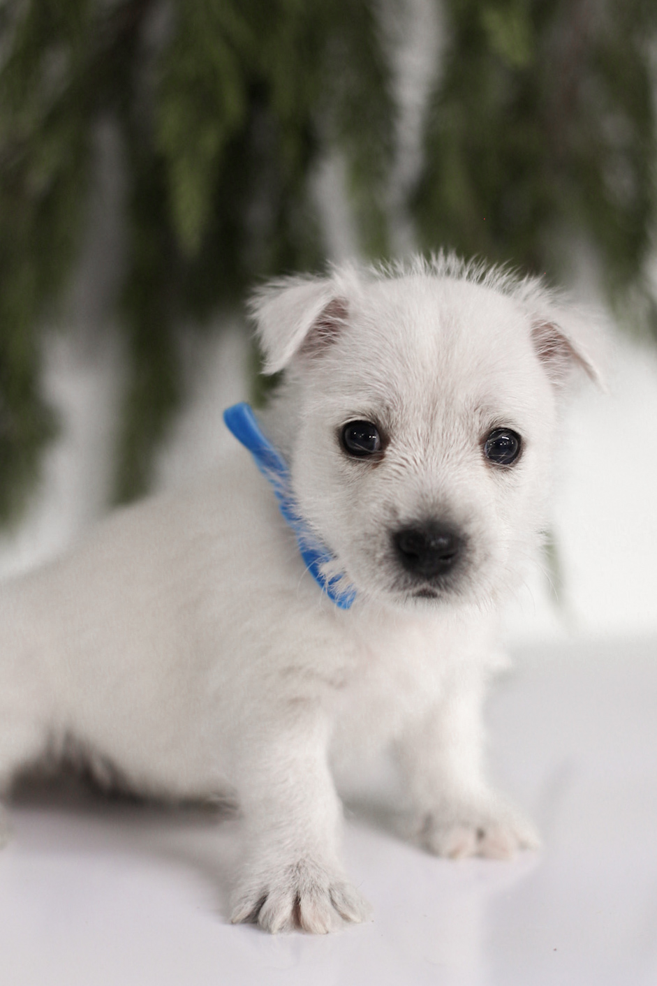 puppy, for, sale, West Highland White Terrier, Kerek & Marisa  Martin, dog, breeder, Mount Joy, PA, dog-breeder, puppy-for-sale, forsale, nearby, find, puppyfind, locator, puppylocator, aca