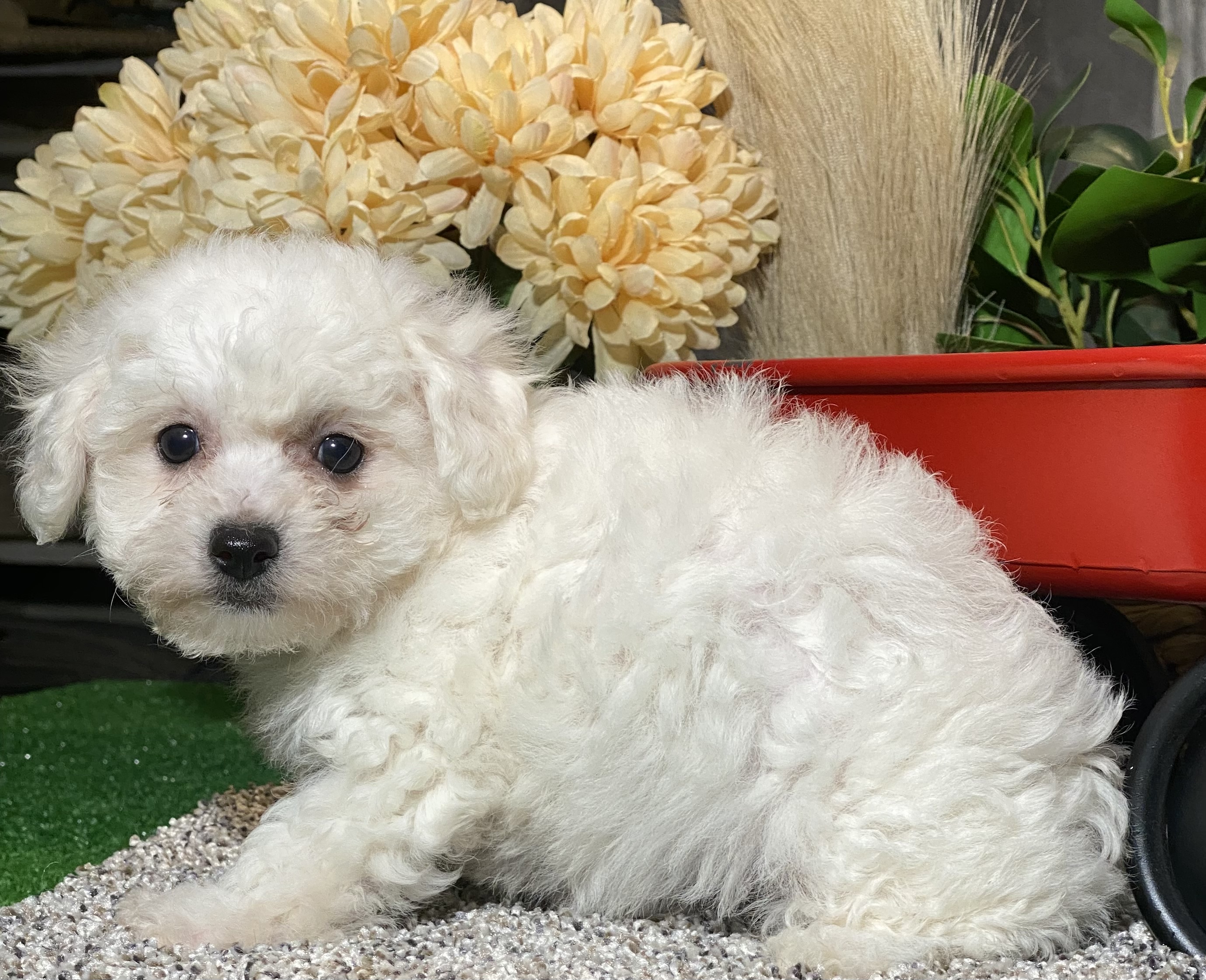 puppy, for, sale, Bichon Frise, Curtis  Martin, dog, breeder, Seneca Falls, NY, dog-breeder, puppy-for-sale, forsale, nearby, find, puppyfind, locator, puppylocator, aca