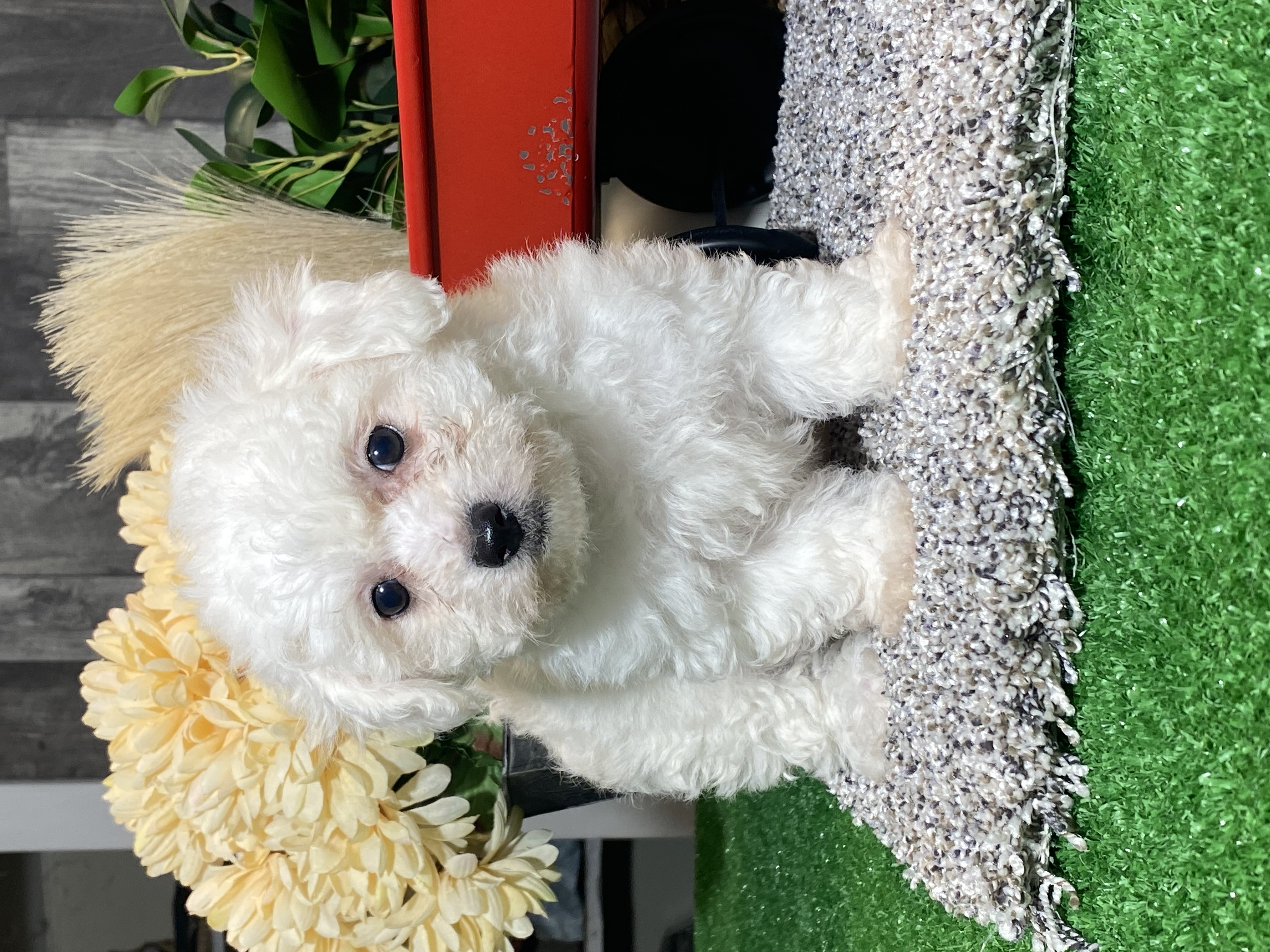 puppy, for, sale, Bichon Frise, Curtis  Martin, dog, breeder, Seneca Falls, NY, dog-breeder, puppy-for-sale, forsale, nearby, find, puppyfind, locator, puppylocator, aca