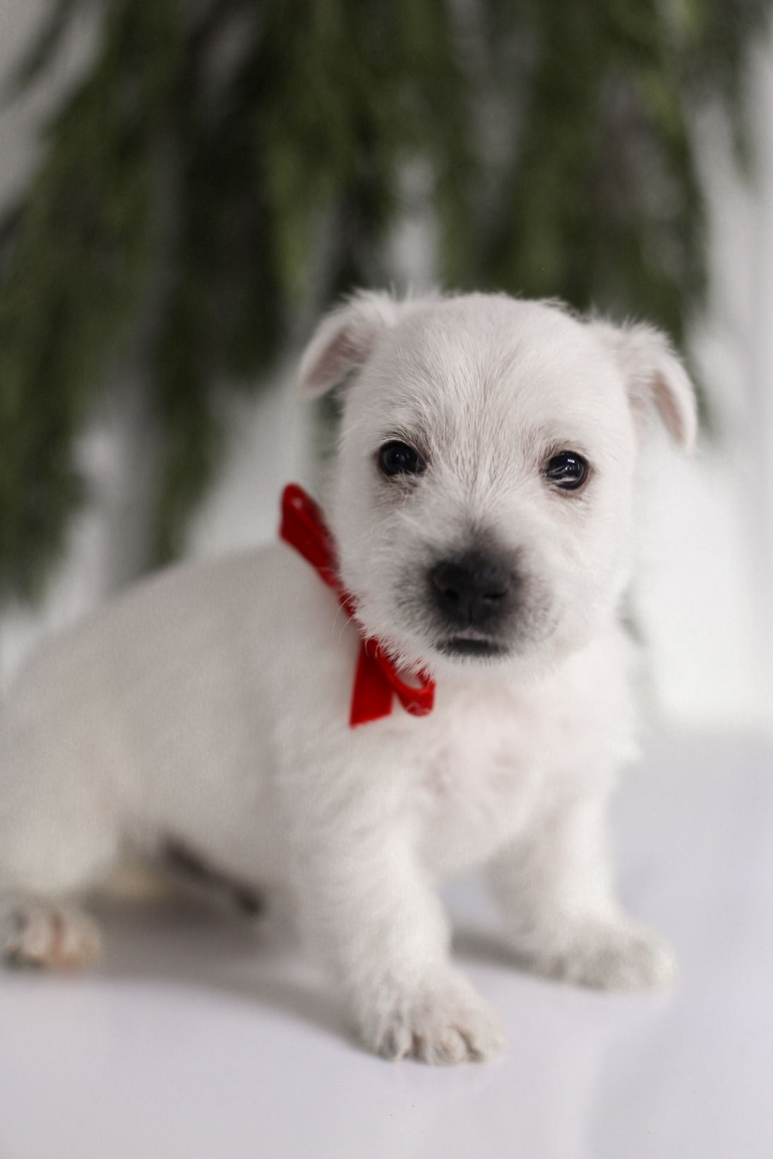 puppy, for, sale, West Highland White Terrier, Kerek & Marisa  Martin, dog, breeder, Mount Joy, PA, dog-breeder, puppy-for-sale, forsale, nearby, find, puppyfind, locator, puppylocator, aca