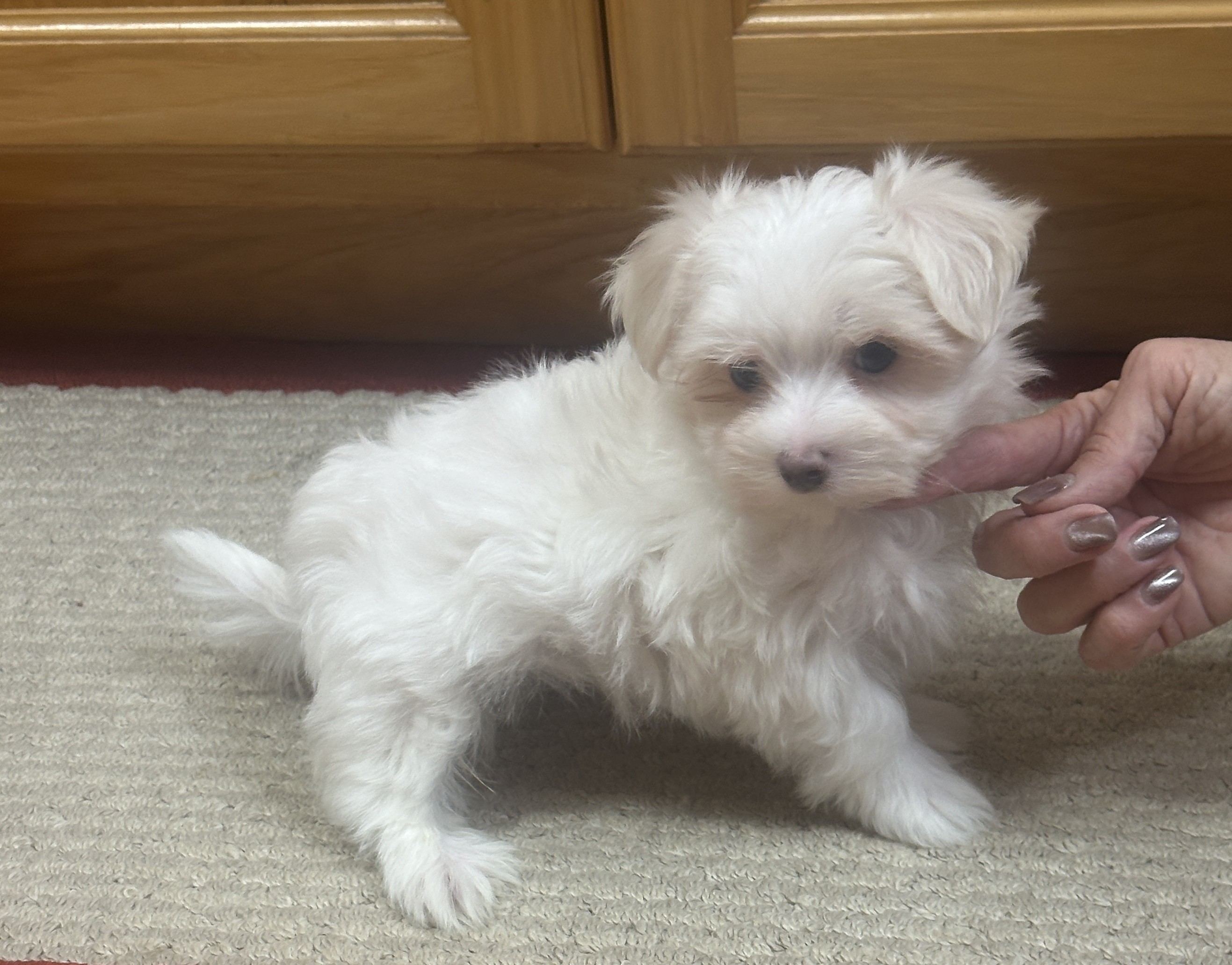 puppy, for, sale, Maltese, Debbie  Yarnall, dog, breeder, Cassville, MO, dog-breeder, puppy-for-sale, forsale, nearby, find, puppyfind, locator, puppylocator, aca