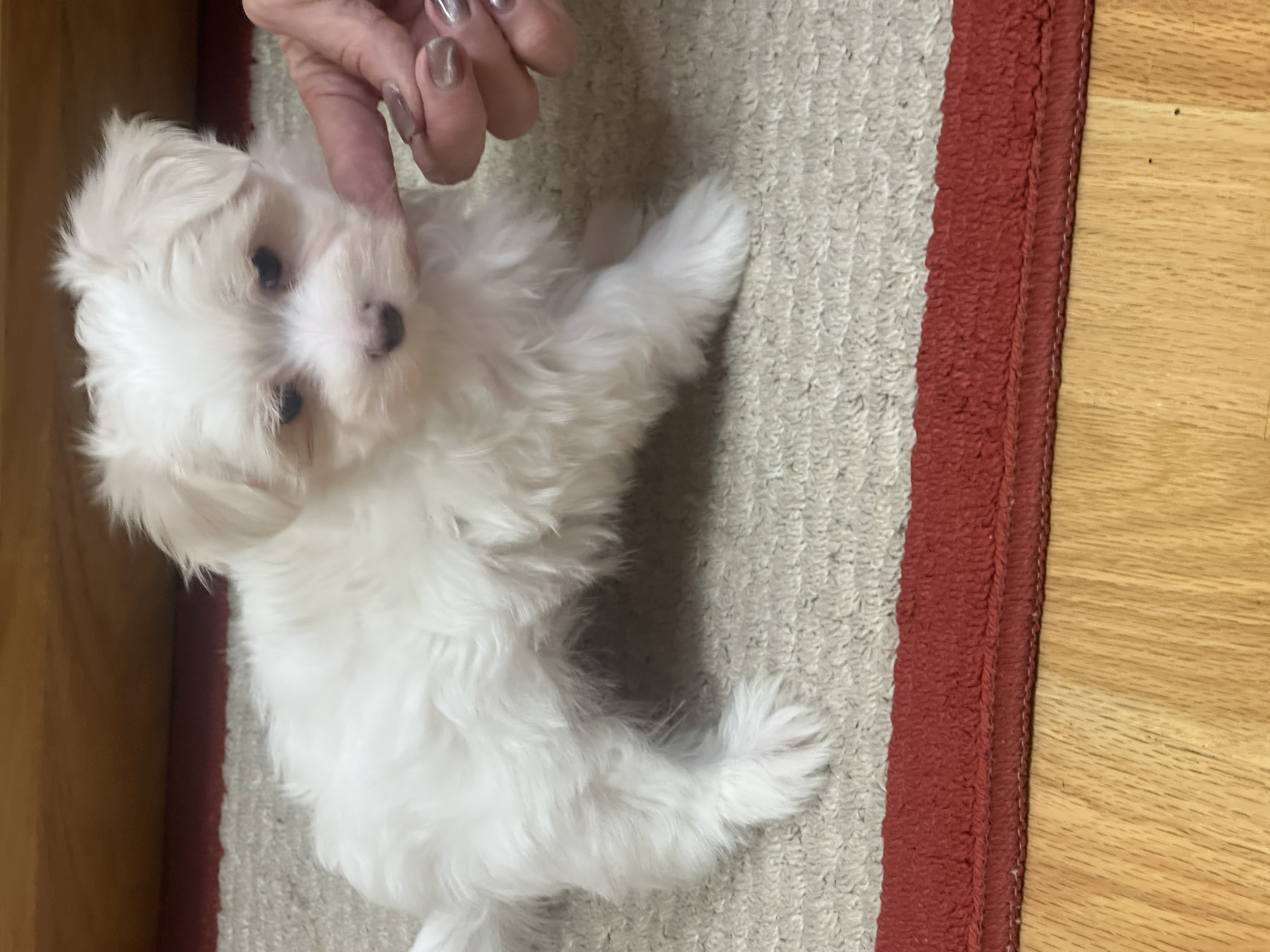 puppy, for, sale, Maltese, Debbie  Yarnall, dog, breeder, Cassville, MO, dog-breeder, puppy-for-sale, forsale, nearby, find, puppyfind, locator, puppylocator, aca
