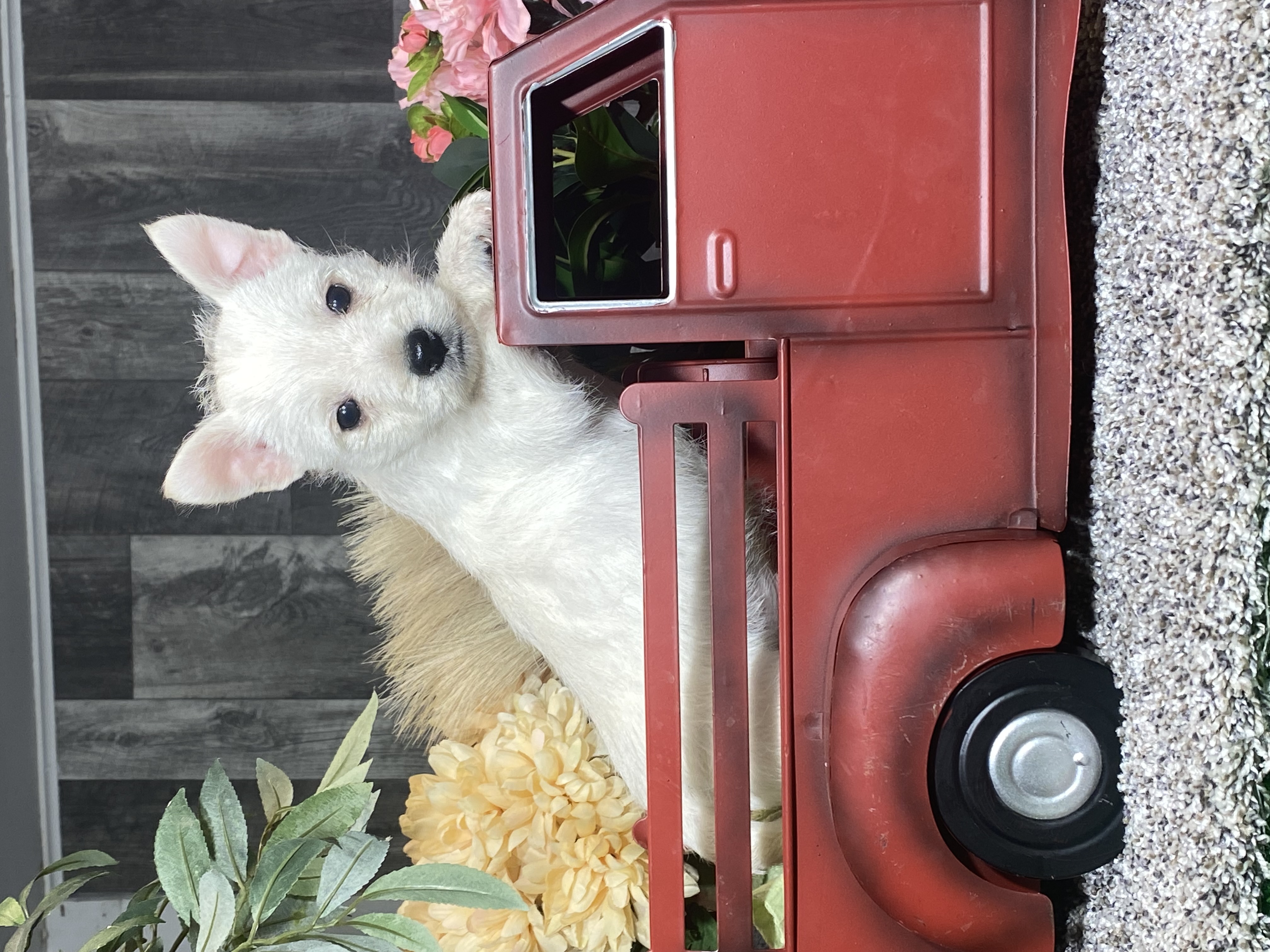 puppy, for, sale, West Highland White Terrier, Curtis  Martin, dog, breeder, Seneca Falls, NY, dog-breeder, puppy-for-sale, forsale, nearby, find, puppyfind, locator, puppylocator, aca