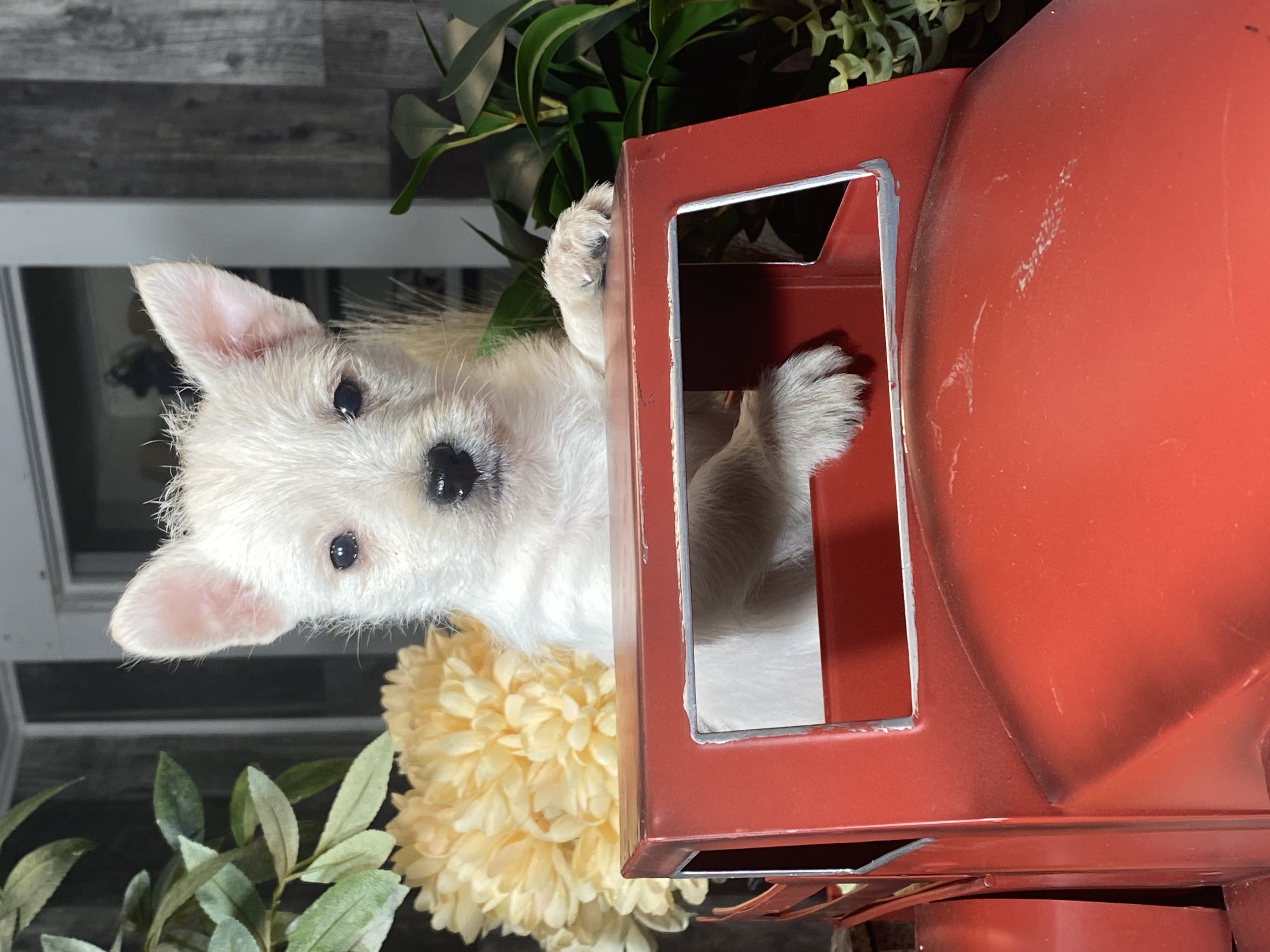 puppy, for, sale, West Highland White Terrier, Curtis  Martin, dog, breeder, Seneca Falls, NY, dog-breeder, puppy-for-sale, forsale, nearby, find, puppyfind, locator, puppylocator, aca