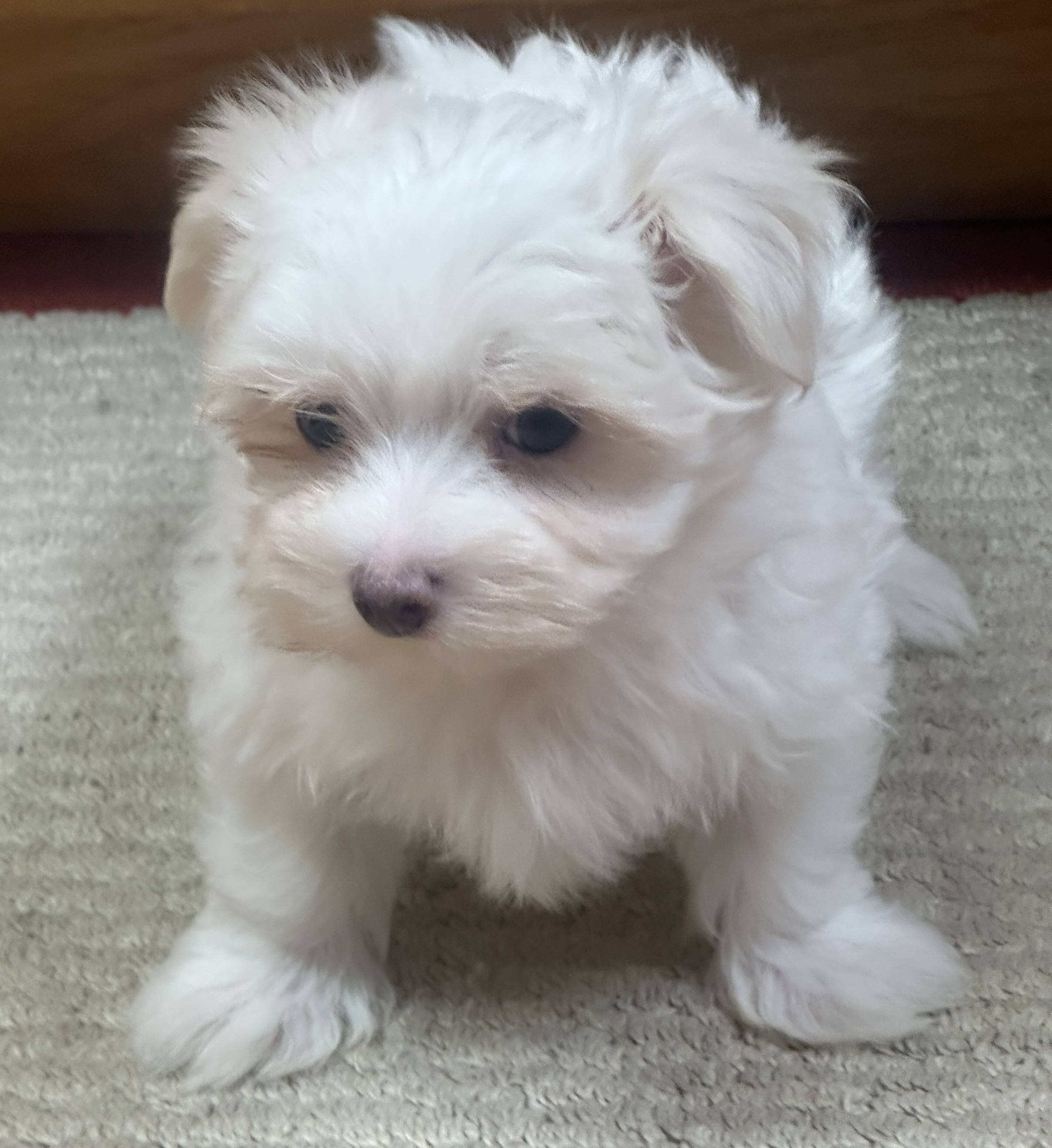 puppy, for, sale, Maltese, Debbie  Yarnall, dog, breeder, Cassville, MO, dog-breeder, puppy-for-sale, forsale, nearby, find, puppyfind, locator, puppylocator, aca