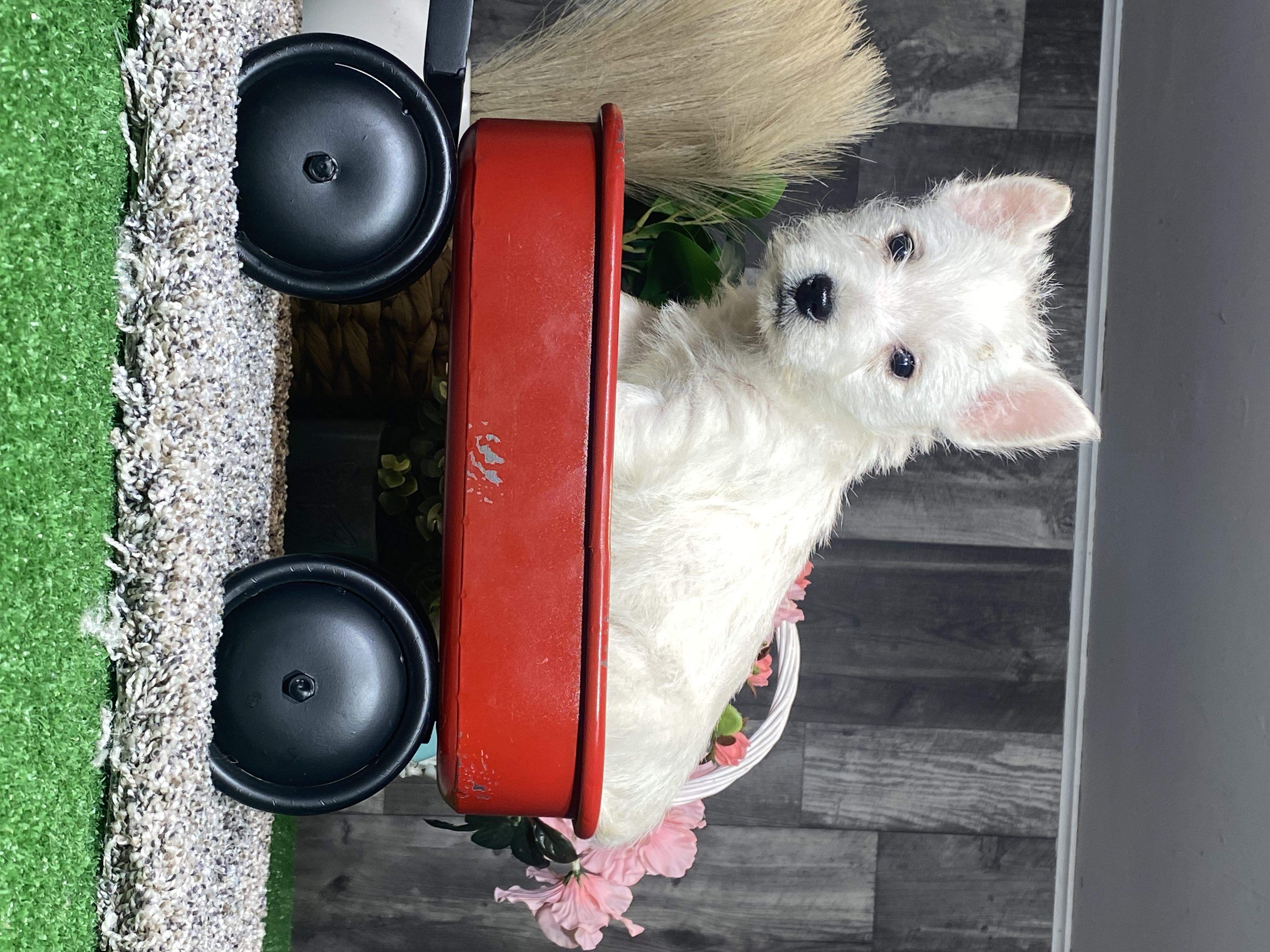 puppy, for, sale, West Highland White Terrier, Curtis  Martin, dog, breeder, Seneca Falls, NY, dog-breeder, puppy-for-sale, forsale, nearby, find, puppyfind, locator, puppylocator, aca