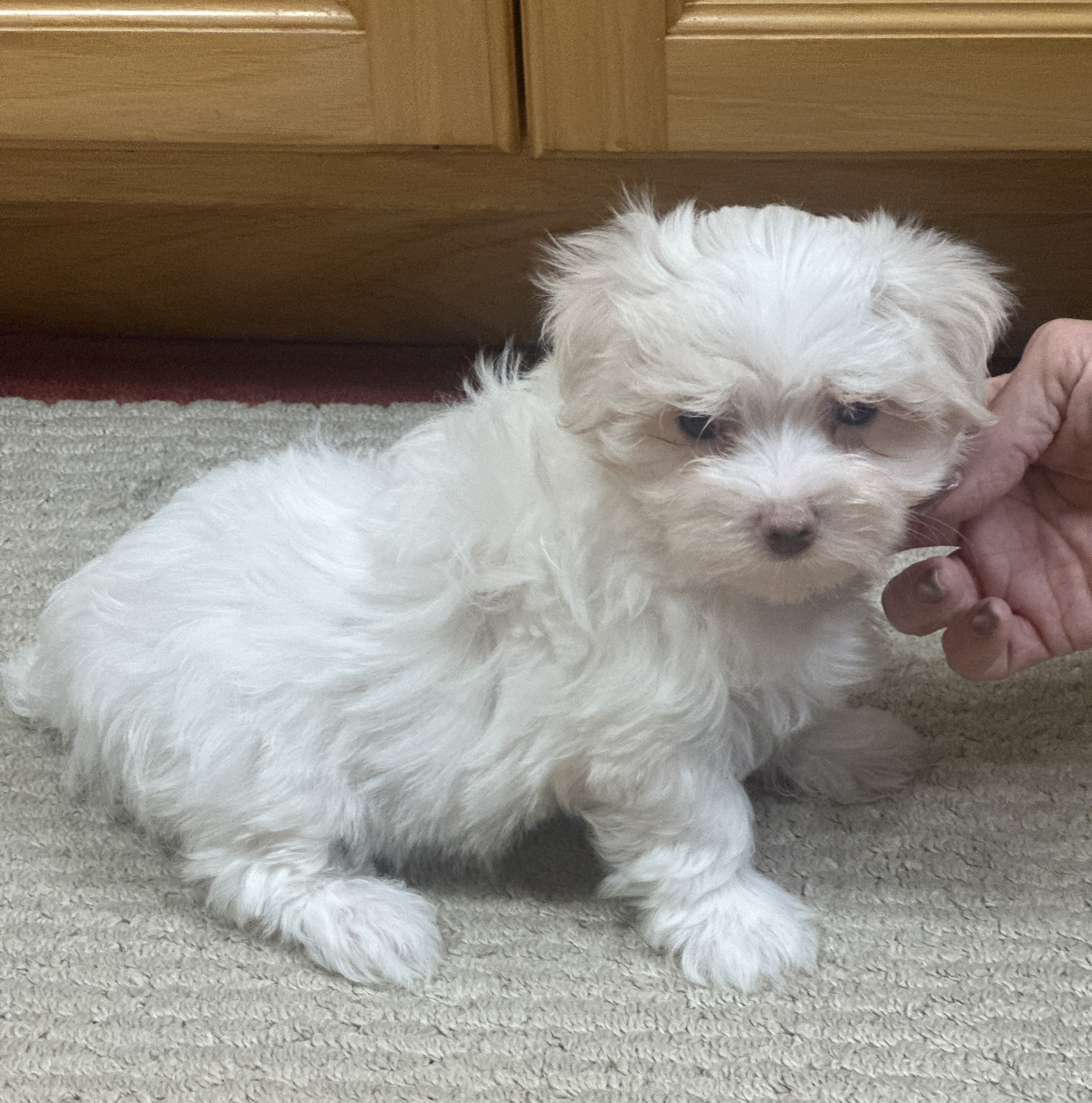 puppy, for, sale, Maltese, Debbie  Yarnall, dog, breeder, Cassville, MO, dog-breeder, puppy-for-sale, forsale, nearby, find, puppyfind, locator, puppylocator, aca