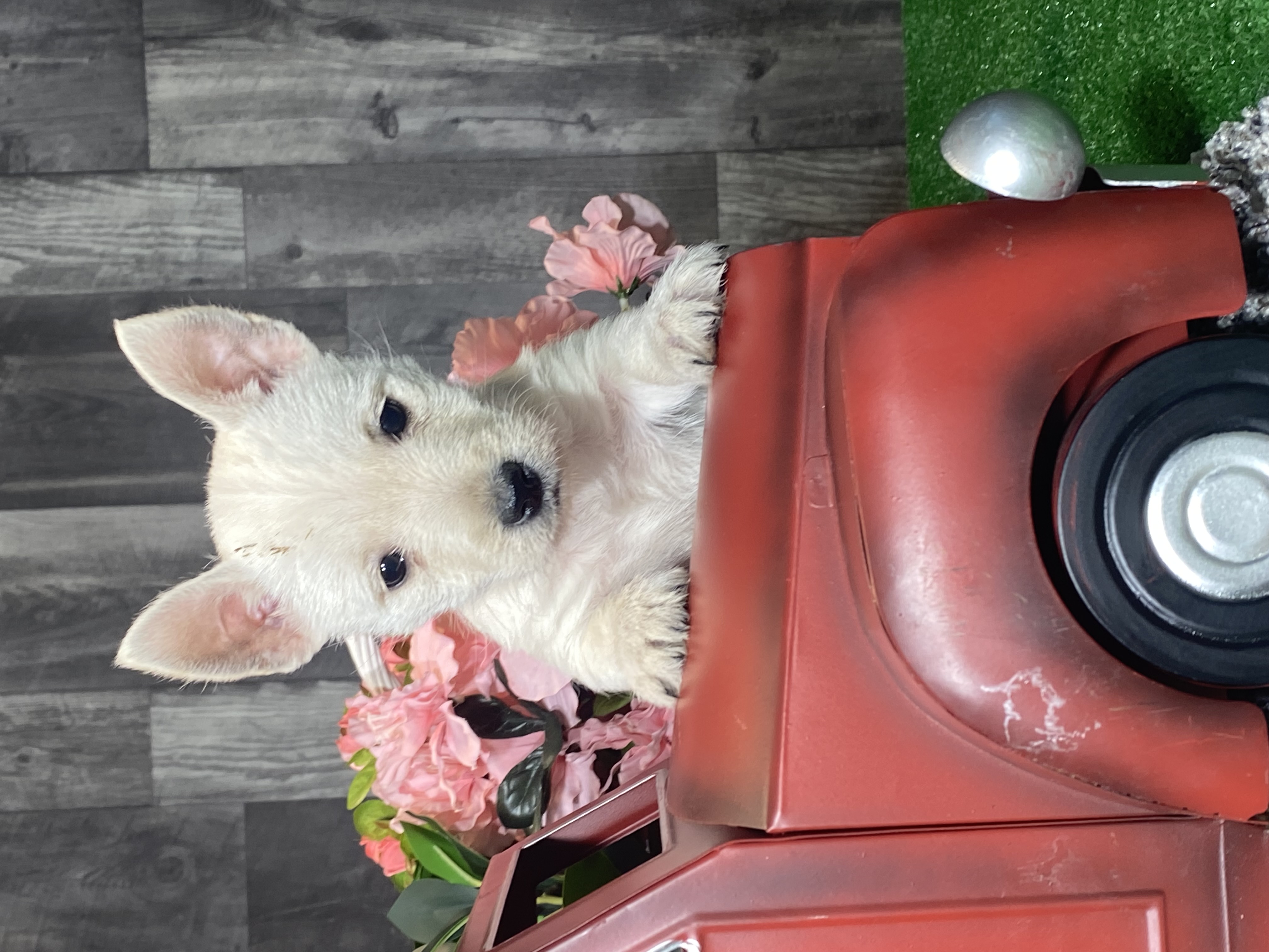 puppy, for, sale, West Highland White Terrier, Curtis  Martin, dog, breeder, Seneca Falls, NY, dog-breeder, puppy-for-sale, forsale, nearby, find, puppyfind, locator, puppylocator, aca