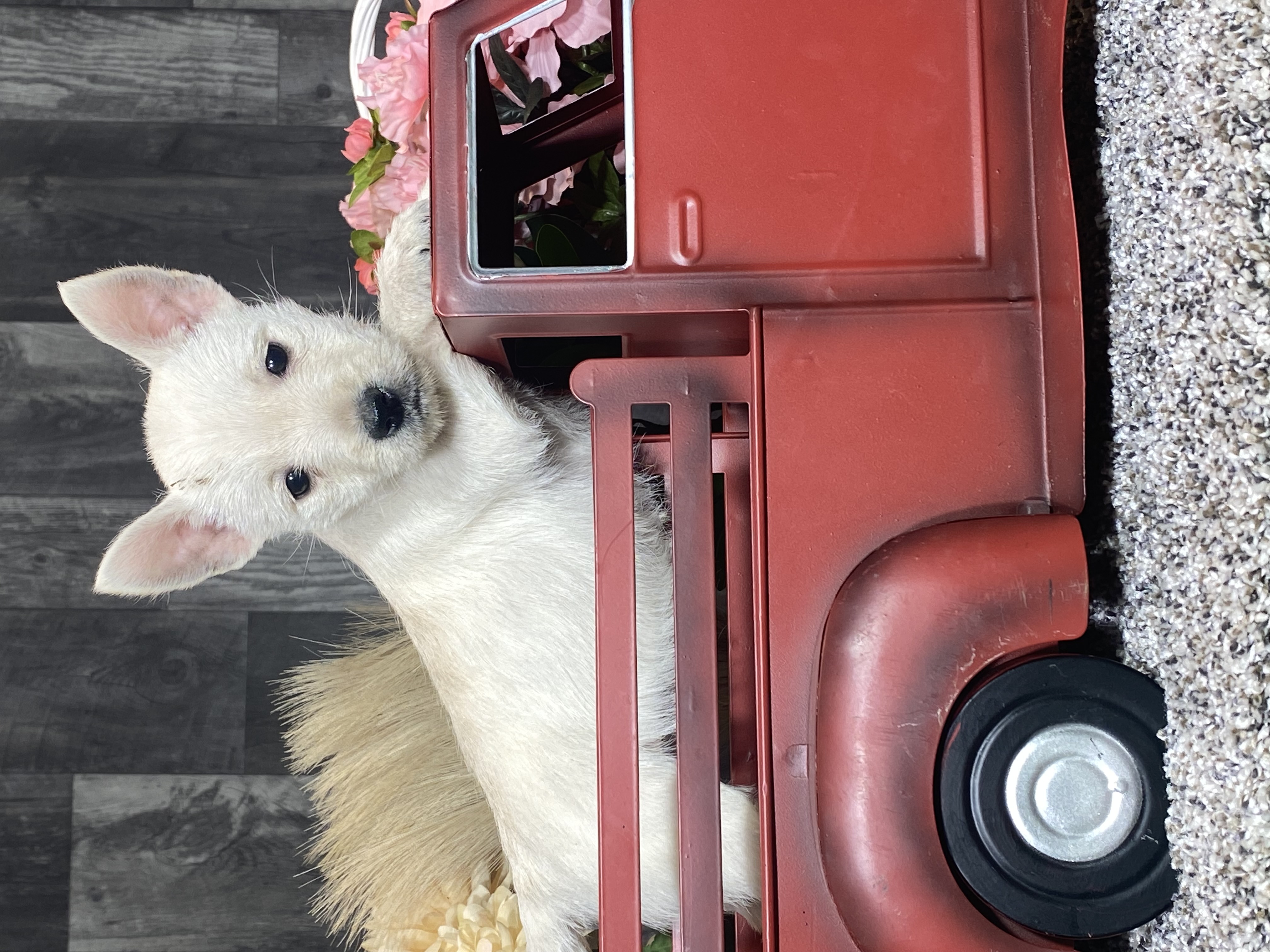 puppy, for, sale, West Highland White Terrier, Curtis  Martin, dog, breeder, Seneca Falls, NY, dog-breeder, puppy-for-sale, forsale, nearby, find, puppyfind, locator, puppylocator, aca