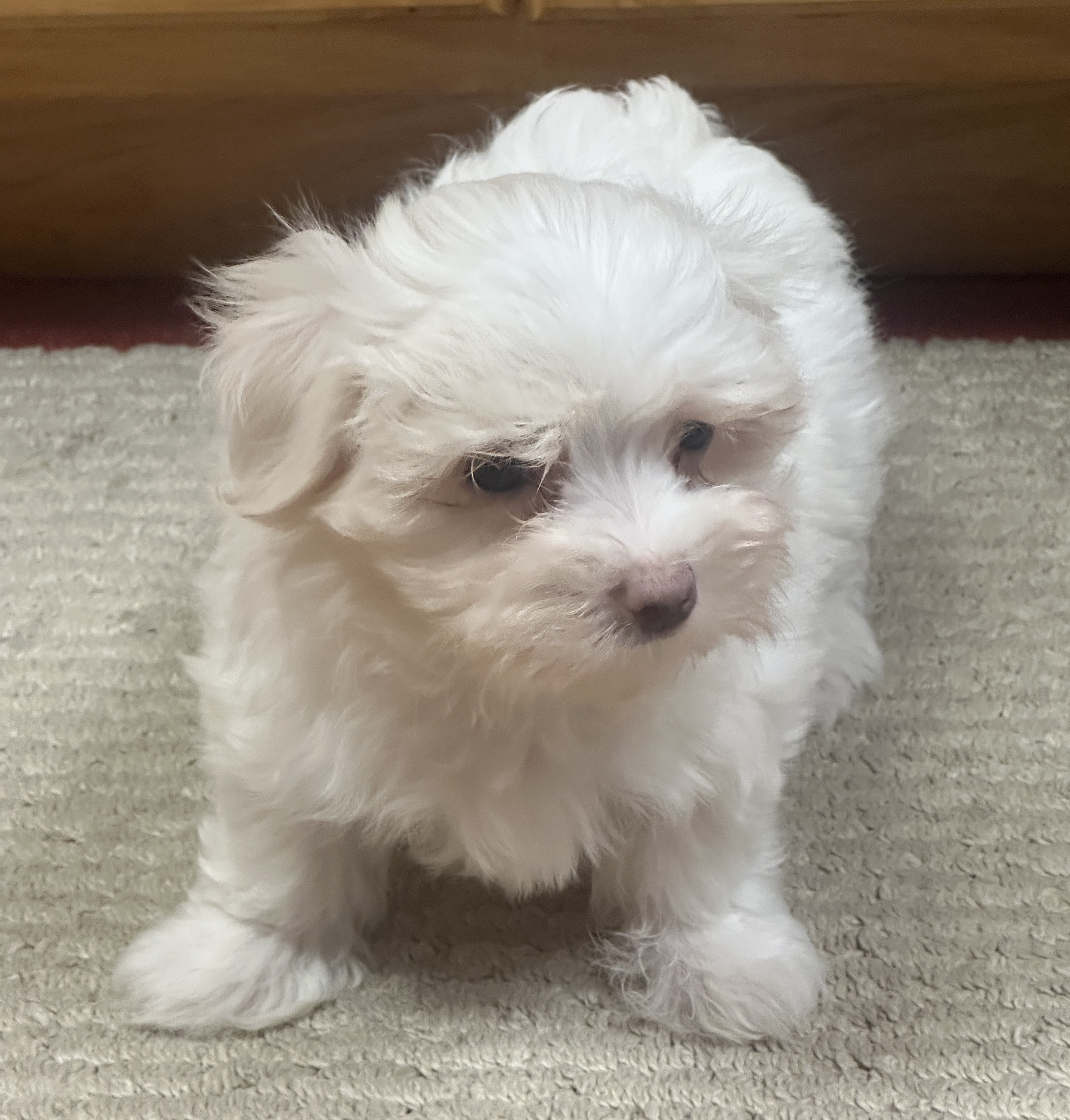 puppy, for, sale, Maltese, Debbie  Yarnall, dog, breeder, Cassville, MO, dog-breeder, puppy-for-sale, forsale, nearby, find, puppyfind, locator, puppylocator, aca