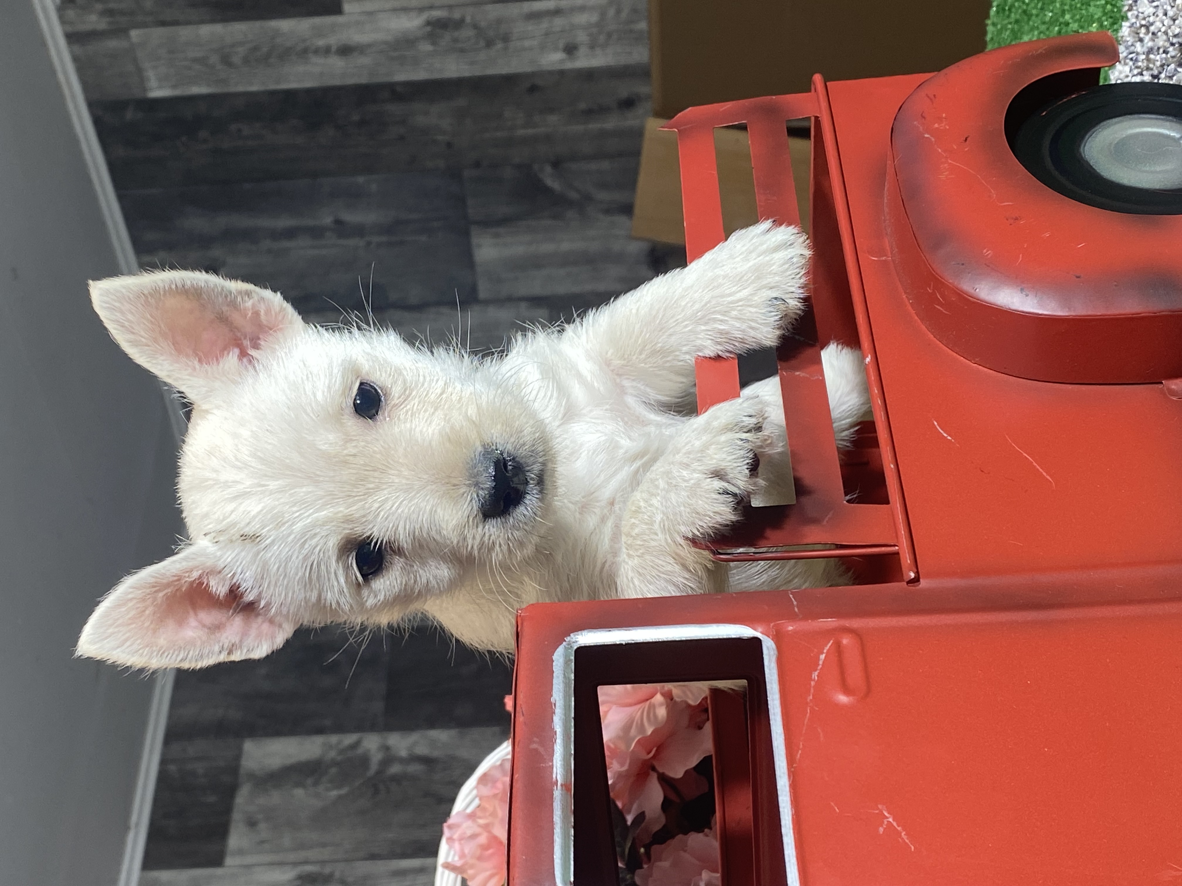 puppy, for, sale, West Highland White Terrier, Curtis  Martin, dog, breeder, Seneca Falls, NY, dog-breeder, puppy-for-sale, forsale, nearby, find, puppyfind, locator, puppylocator, aca