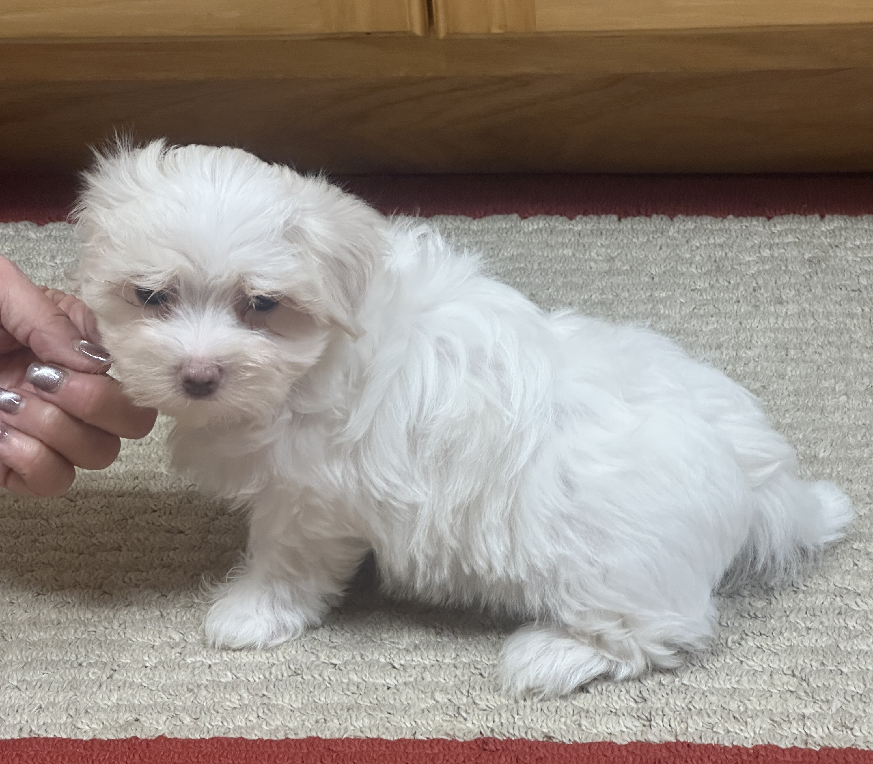 puppy, for, sale, Maltese, Debbie  Yarnall, dog, breeder, Cassville, MO, dog-breeder, puppy-for-sale, forsale, nearby, find, puppyfind, locator, puppylocator, aca