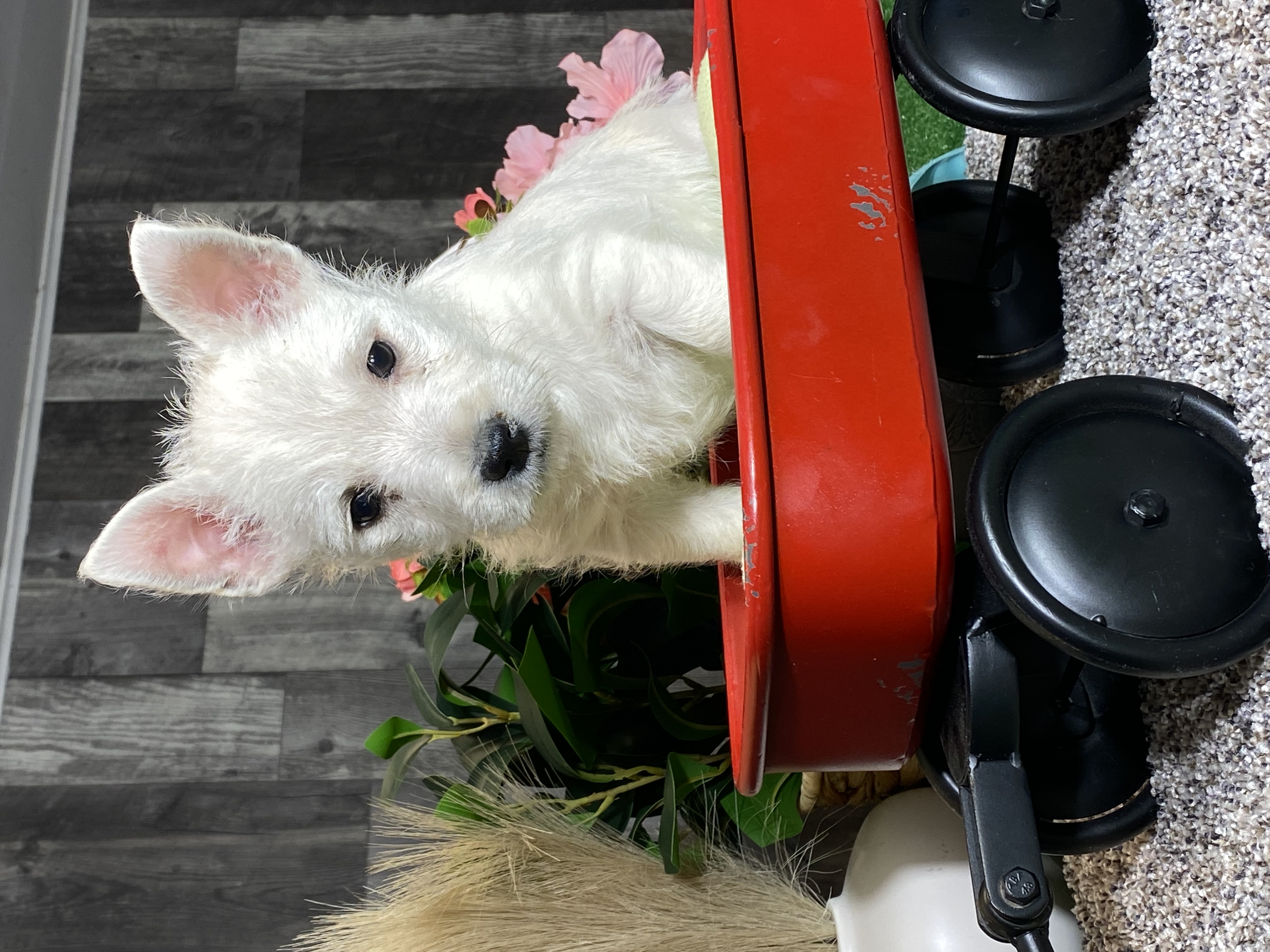 puppy, for, sale, West Highland White Terrier, Curtis  Martin, dog, breeder, Seneca Falls, NY, dog-breeder, puppy-for-sale, forsale, nearby, find, puppyfind, locator, puppylocator, aca