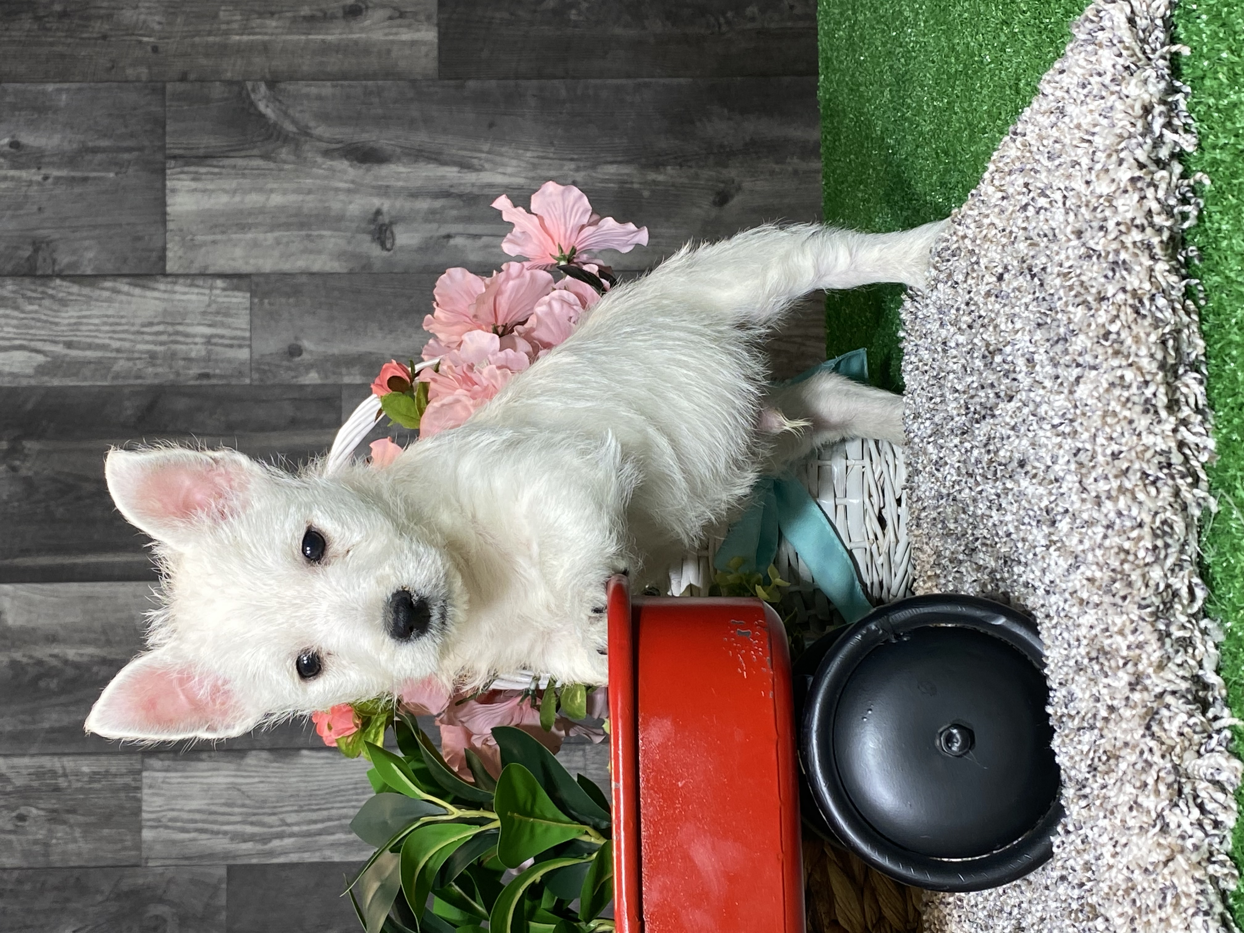 puppy, for, sale, West Highland White Terrier, Curtis  Martin, dog, breeder, Seneca Falls, NY, dog-breeder, puppy-for-sale, forsale, nearby, find, puppyfind, locator, puppylocator, aca