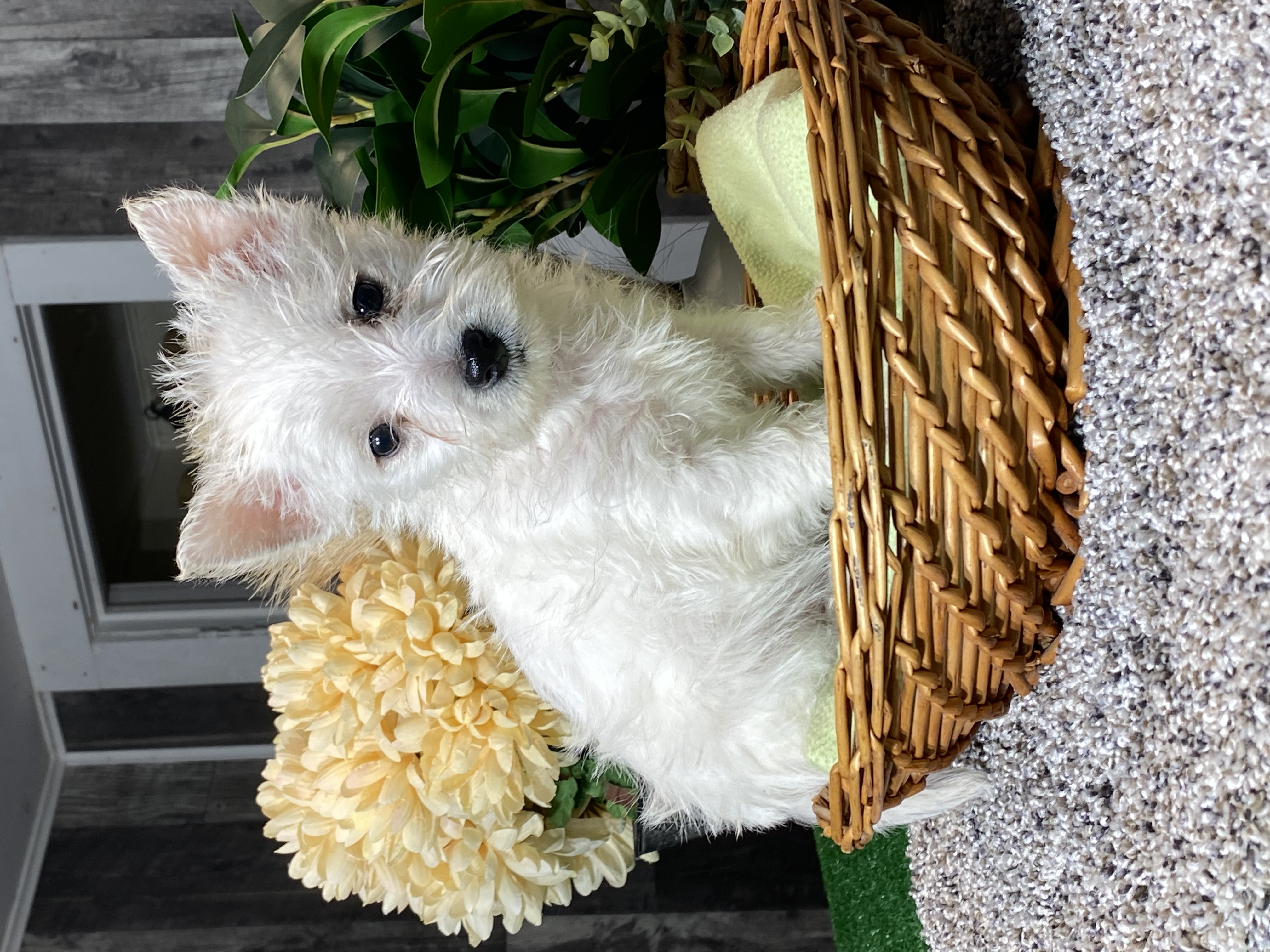 puppy, for, sale, West Highland White Terrier, Curtis  Martin, dog, breeder, Seneca Falls, NY, dog-breeder, puppy-for-sale, forsale, nearby, find, puppyfind, locator, puppylocator, aca