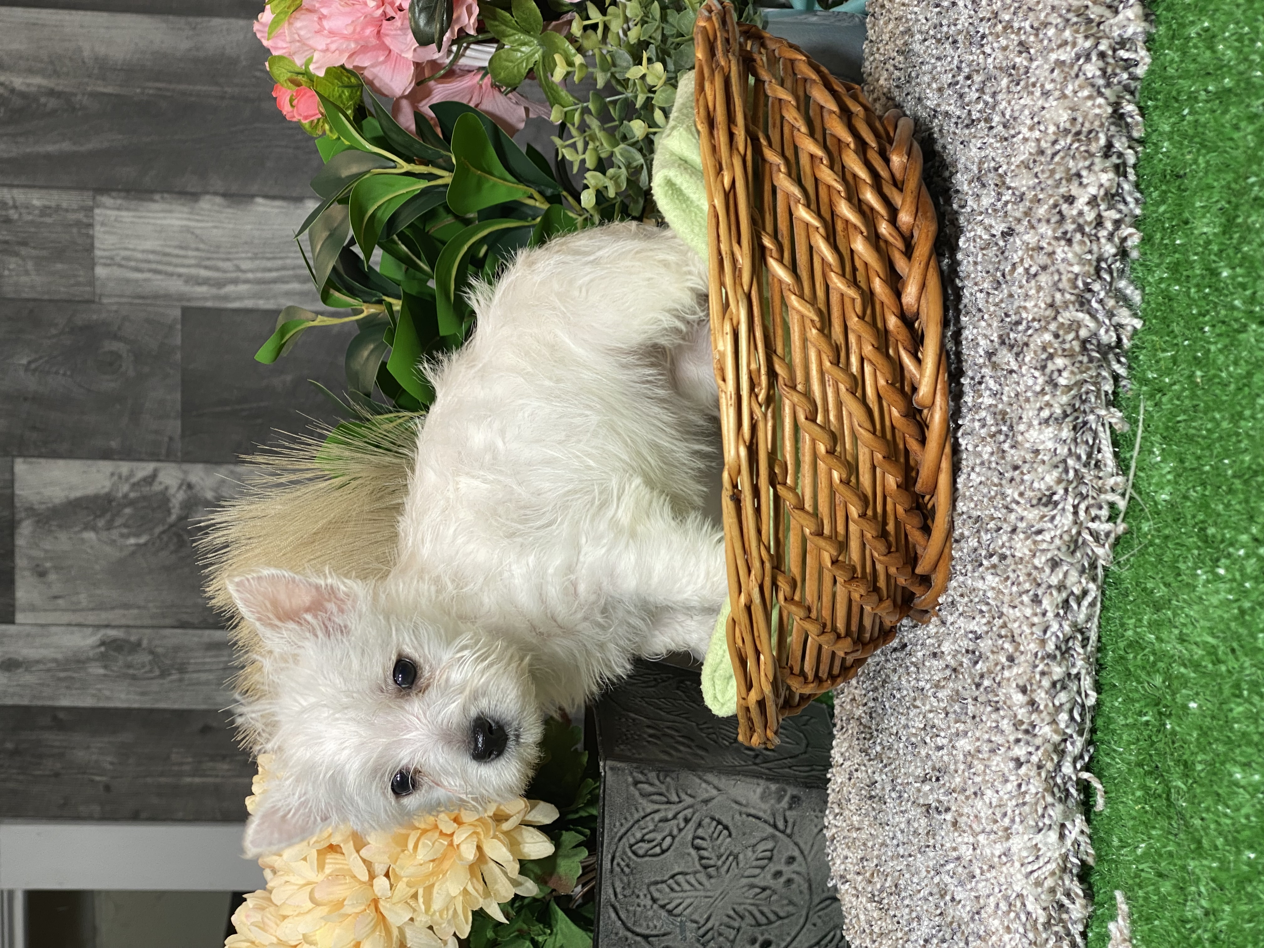 puppy, for, sale, West Highland White Terrier, Curtis  Martin, dog, breeder, Seneca Falls, NY, dog-breeder, puppy-for-sale, forsale, nearby, find, puppyfind, locator, puppylocator, aca