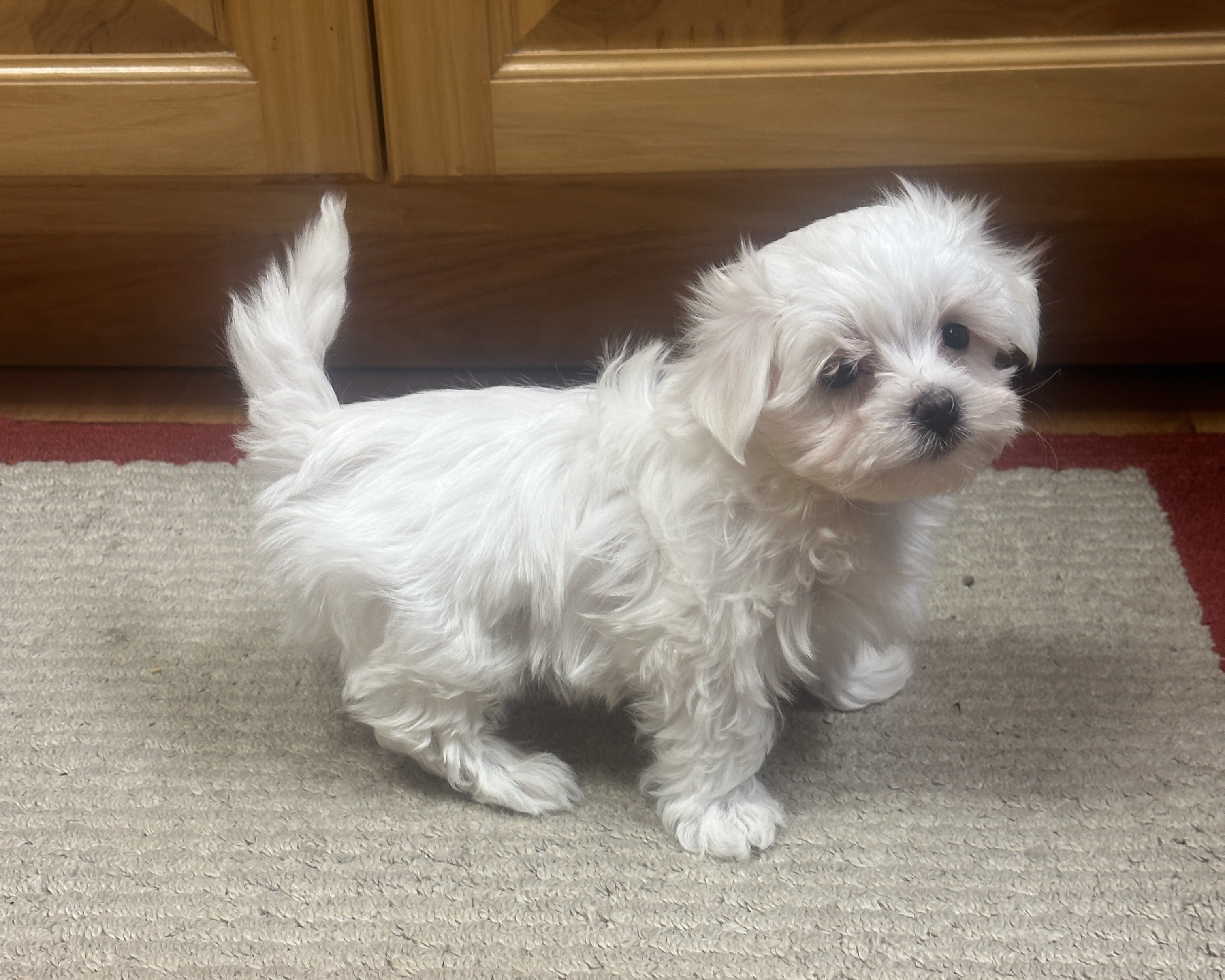 puppy, for, sale, Maltese, Debbie  Yarnall, dog, breeder, Cassville, MO, dog-breeder, puppy-for-sale, forsale, nearby, find, puppyfind, locator, puppylocator, aca