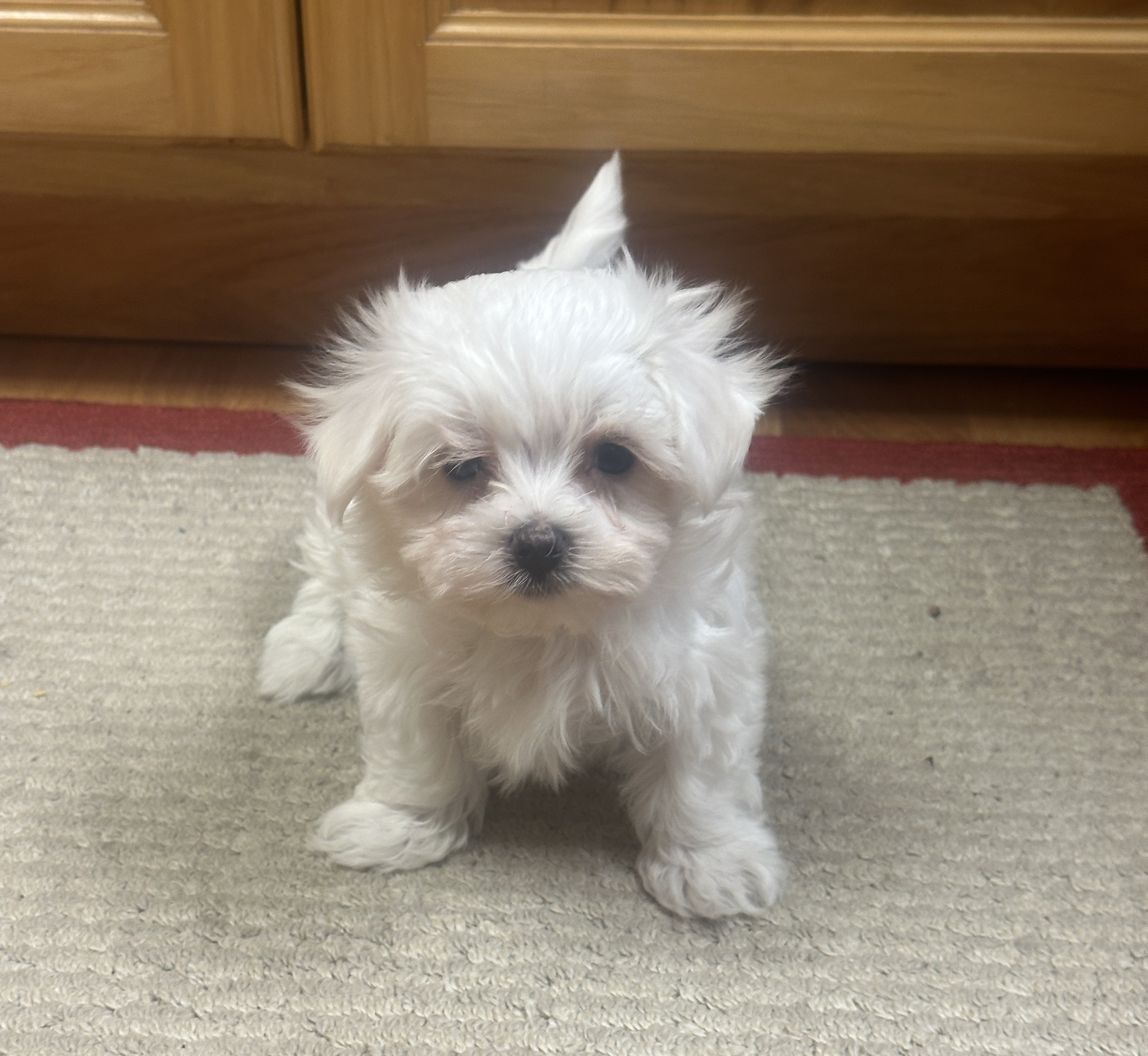 puppy, for, sale, Maltese, Debbie  Yarnall, dog, breeder, Cassville, MO, dog-breeder, puppy-for-sale, forsale, nearby, find, puppyfind, locator, puppylocator, aca
